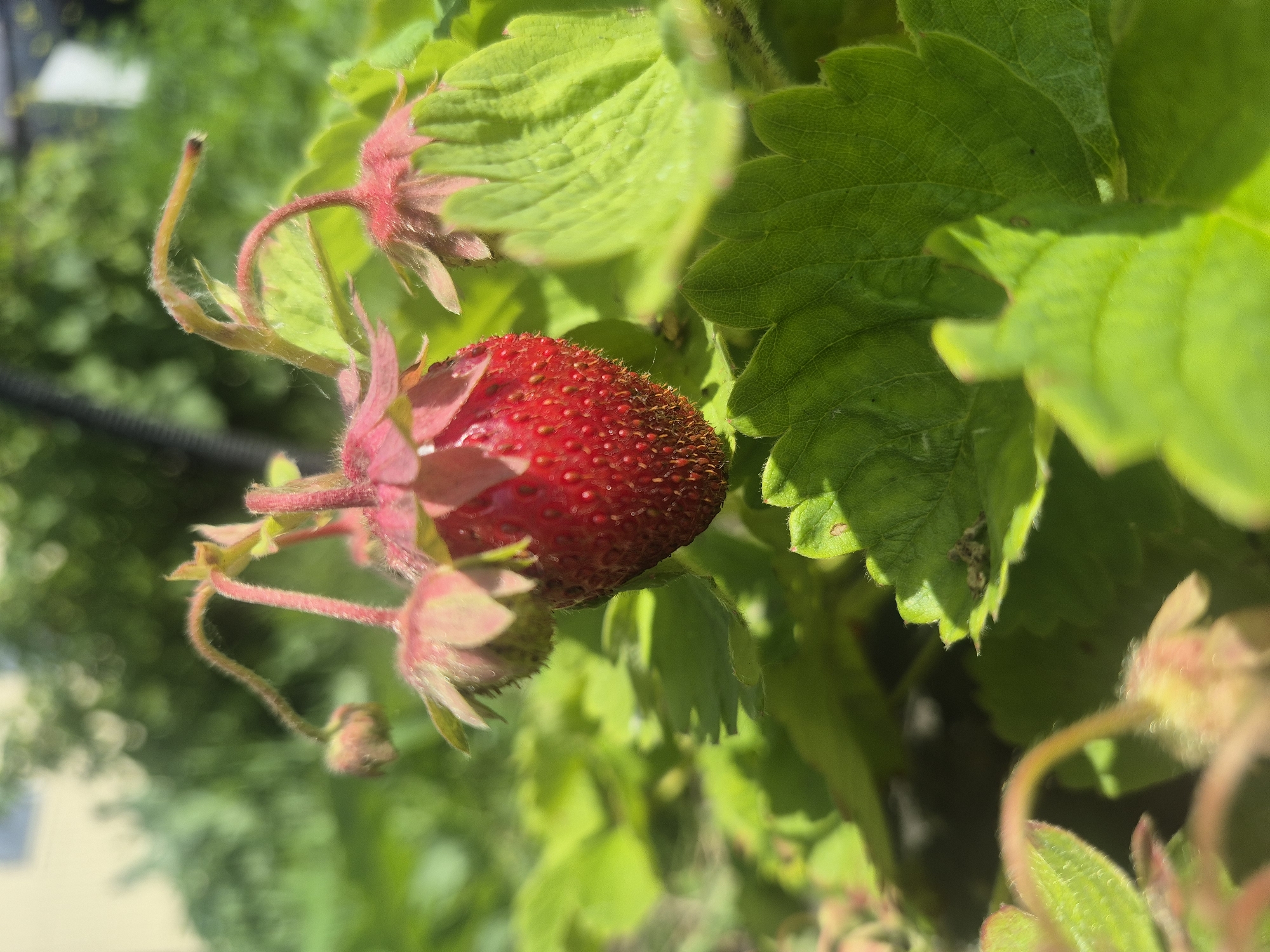 A single ripe strawberry is the central focus of this close-up image. The bright red fruit is partially obscured by lush green strawberry leaves and delicate pinkish-red sepals. Tiny hairs are visible on the stems and the calyx of the strawberry. In the background, out-of-focus green foliage and a light-colored building suggest an outdoor setting, likely a garden or yard in Chaikovsky, Russia. The sunlight casts dappled shadows, highlighting the textures of the leaves and the seed-covered surface of the strawberry.