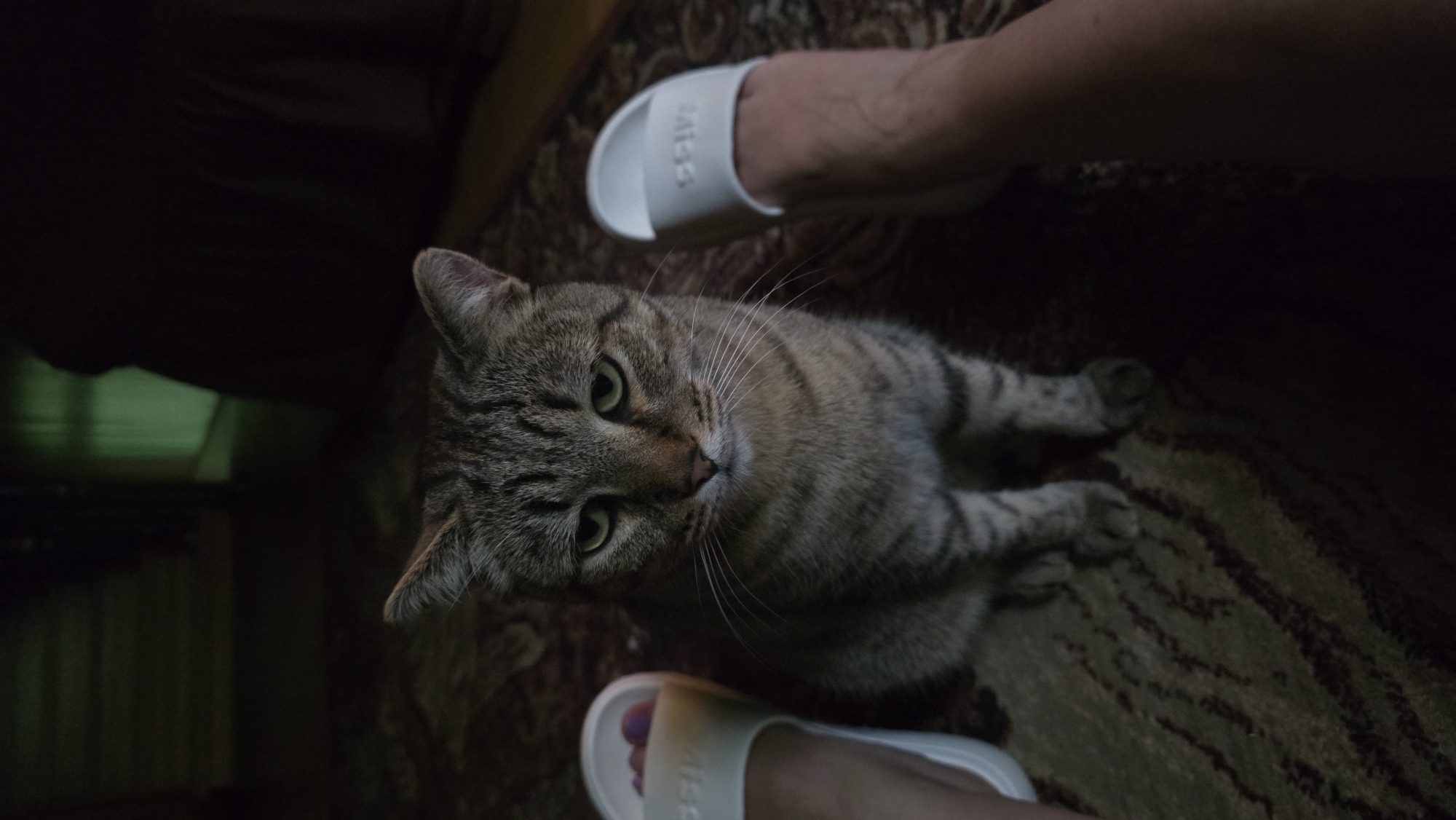 The image shows a domestic shorthair cat lying on a patterned carpet. The cat has tabby markings, green eyes, and is looking directly at the camera with a calm expression. Two feet wearing white slide sandals are visible in the frame, one on either side of the cat. The background is dark, with hints of furniture and possibly a window with green blinds. The lighting suggests it might be indoors during the daytime, or perhaps evening. The overall scene is a snapshot of a relaxed domestic moment. There is text visible on the slide sandals, appearing to say "MISS". The location context is Il'inskiy, Russia.
