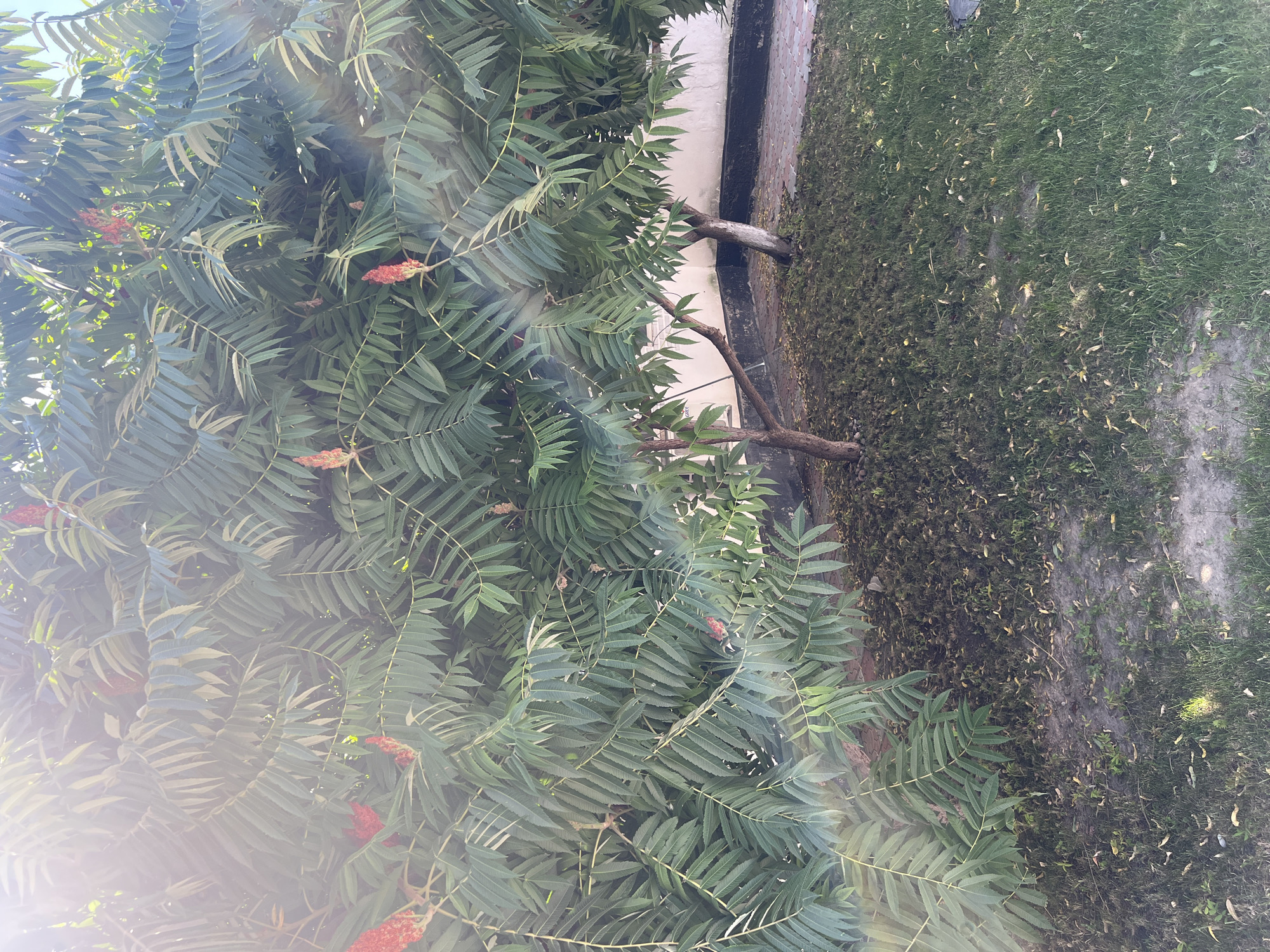 The image depicts two sumac trees with their characteristic compound leaves and fuzzy red seed heads, situated in a yard in Baikent, Kazakhstan. The trees are planted on a patch of grass littered with fallen leaves and some sparse weeds. Behind the trees is a white wall with a dark-colored baseboard, and a paved walkway made of interlocking reddish-brown bricks. The lighting suggests it is daytime, with sunlight creating a lens flare effect in the upper left portion of the image. There are no people or animals visible in the scene.