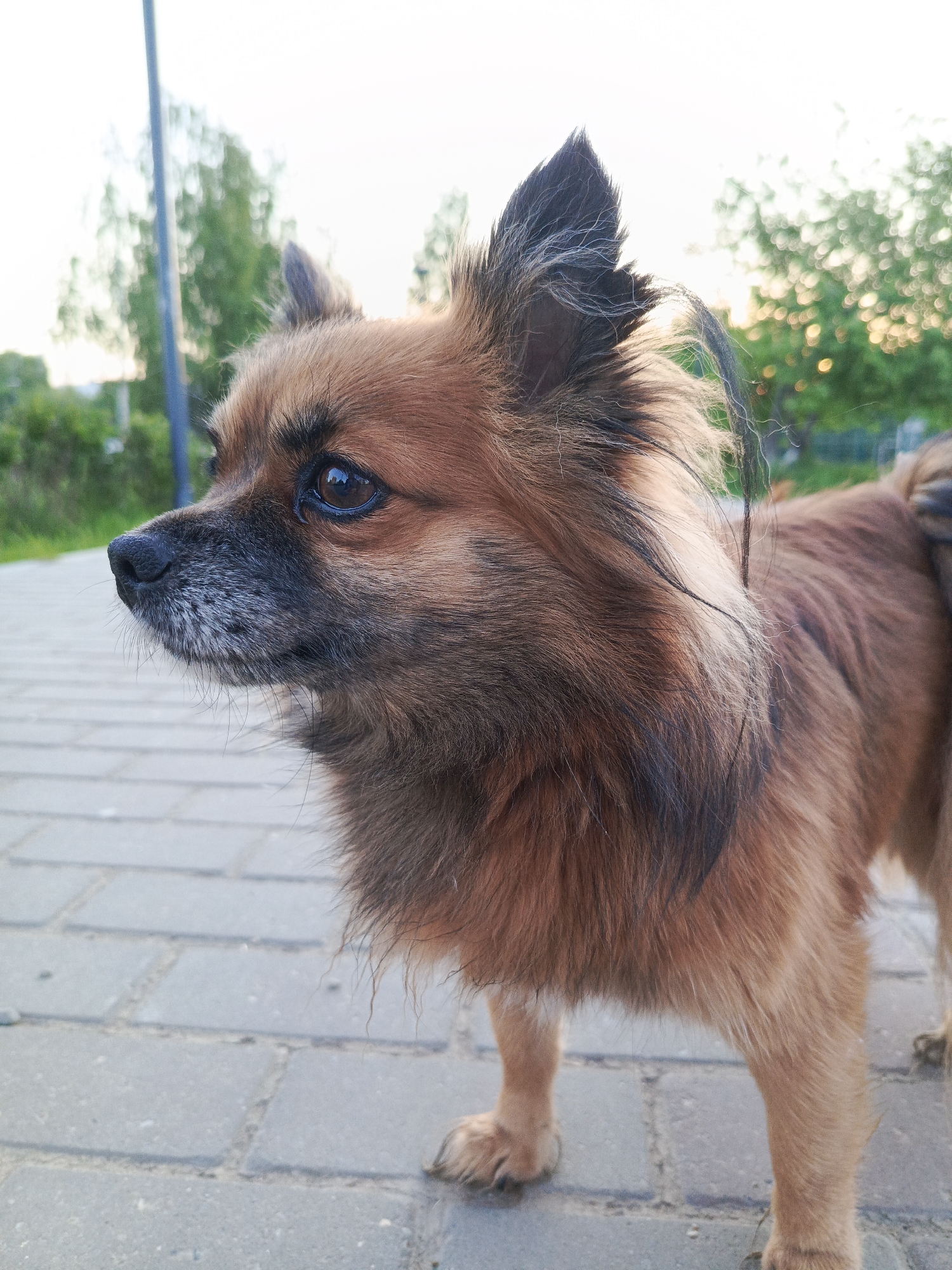 The image shows a brown, long-haired dog standing on a gray brick pathway. The dog is facing left and looking ahead. The dog has a black nose and muzzle, and dark brown and black fur on its ears and around its neck. There are trees and greenery in the background. The location is Chaikovsky, Russia.