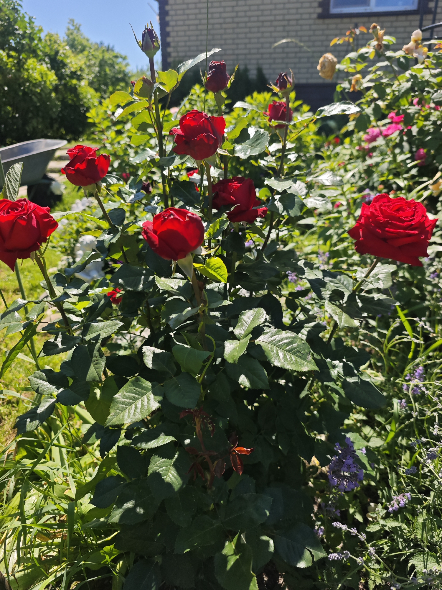 A sunlit garden scene in Venykovo, Russia, features a bush laden with vibrant red roses, some in full bloom and others as buds. The roses are the primary subjects, with several large, fully opened red roses prominently displayed. Among the red roses, a single, larger red rose stands out on the right side of the frame, its petals richly textured and catching the sunlight. The rose bush is surrounded by lush green foliage, and in the background, a light-colored brick building with windows is visible under a clear blue sky. To the left of the roses, a wheelbarrow can be partially seen, suggesting outdoor gardening activity. Scattered throughout the garden are small clusters of purple flowers, adding a touch of complementary color to the scene. The overall impression is one of a flourishing and well-maintained garden on a bright, clear day.