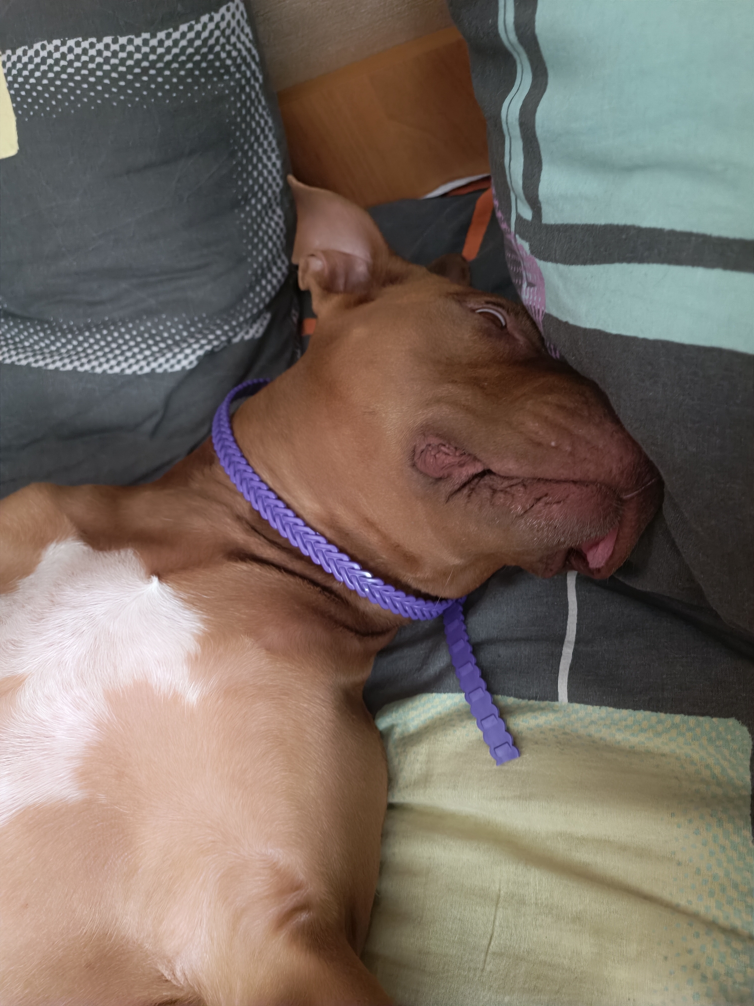 A light brown pit bull dog with a white chest patch is sleeping on its back, its head tilted to the right and partially covered by a gray blanket. A purple braided collar is around its neck. The dog is lying on a yellow and light blue patterned pillow, which is on top of a gray striped blanket. Another gray patterned pillow is visible to the left of the dog. The environment appears to be indoors.