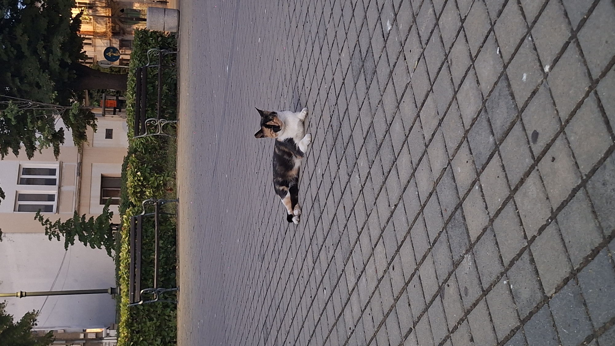 The image captures a calico cat lying on a paved square in Burgas, Bulgaria. The cat is predominantly black and white with patches of orange and brown, and it is resting on its side with its front paws extended. The paving stones are a consistent gray, laid in a diamond pattern. In the background, there is a row of manicured green bushes, behind which are several dark-colored benches. Further in the background, a building with light-colored walls and windows is visible, along with trees and a street lamp. The overall scene depicts a serene moment in an urban public space.