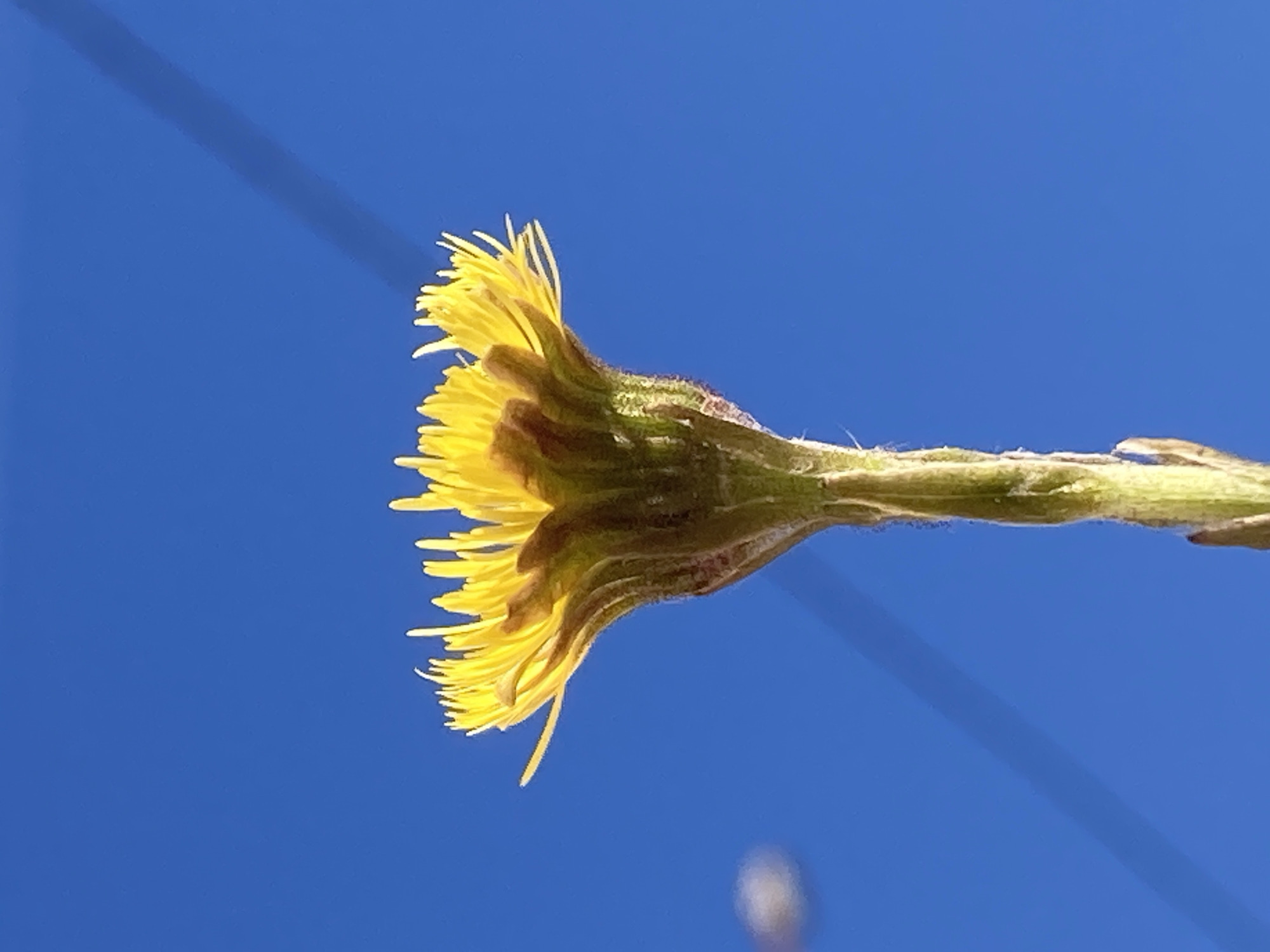 A vibrant yellow flower, likely a type of dandelion or colt's foot, is captured in a close-up shot against a clear, brilliant blue sky. The flower is oriented horizontally, with its full bloom positioned on the left side of the frame and its stem extending towards the right. The flower head is densely packed with numerous slender, bright yellow ray florets, and its calyx and upper stem are a mottled green and brown, showing some texture. The blue sky dominates the background, providing a sharp contrast to the yellow of the flower and indicating bright, sunny weather during the day. A subtle, dark diagonal line, possibly a shadow or a distant wire, is visible in the upper left portion of the sky, and another fainter one in the lower right. No people or text are visible in the image. The scene is set outdoors in Chaikovsky, Russia.