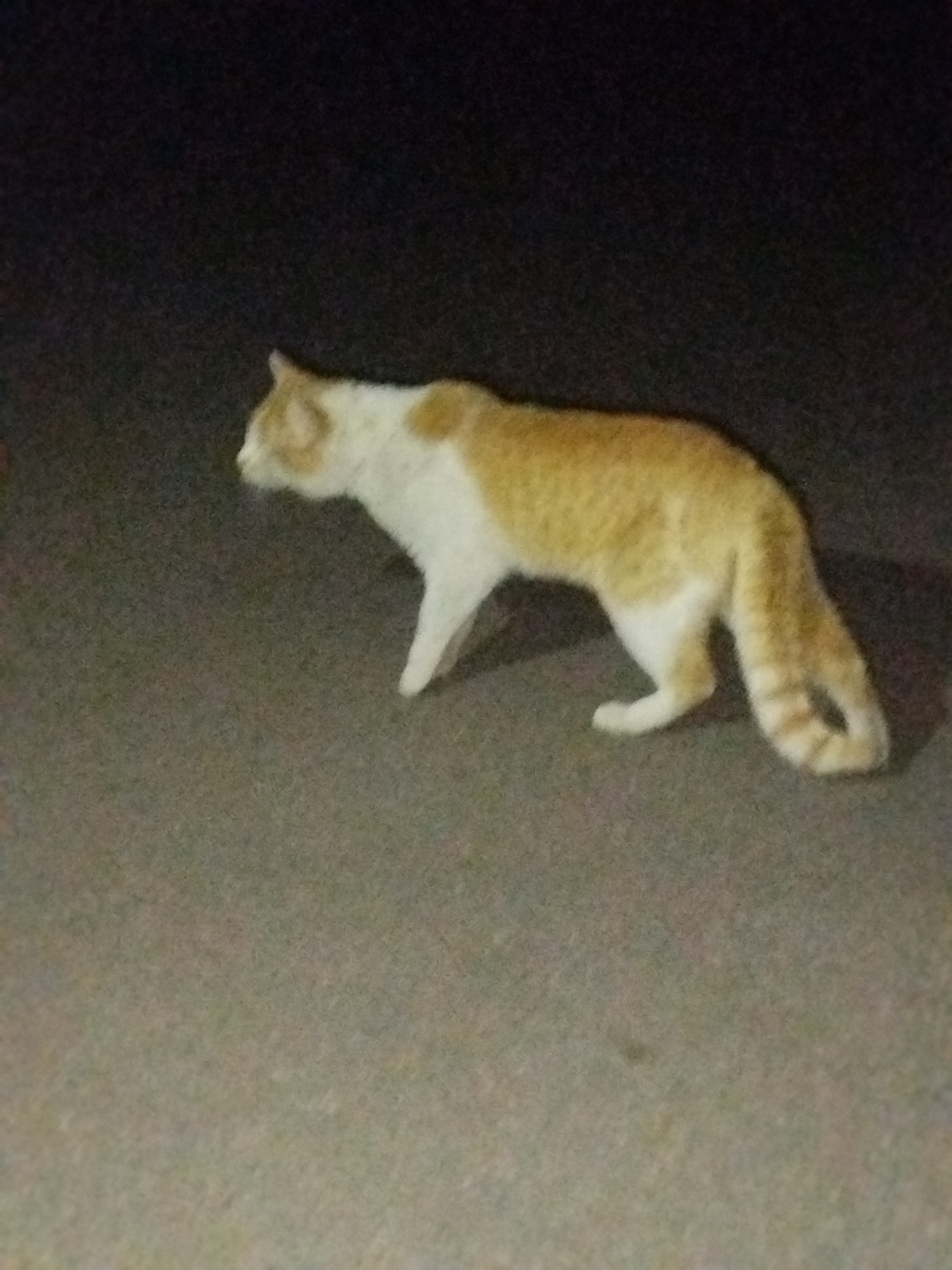 The image captures a bicolored cat, predominantly white and ginger/orange, walking on a textured, paved surface during what appears to be nighttime or very low light conditions. The cat is shown in profile, moving from right to left across the frame, with its head turned slightly to the left. Its fur is white on the chest, belly, and lower legs, while the head, back, and upper parts of its body are covered in ginger patches. The tail is ginger with distinct lighter, possibly striped, markings.
The cat's posture is low to the ground, suggesting it might be stalking or moving cautiously. The ground surface beneath the cat is a dull gray, resembling asphalt or concrete, with a grainy texture. The background is extremely dark, almost black, and devoid of discernible features, reinforcing the impression of a dimly lit outdoor environment. The low light conditions have resulted in visible digital noise or grain throughout the image. No people, other animals, or objects are clearly visible besides the cat and the ground. There is no visible text in the image.