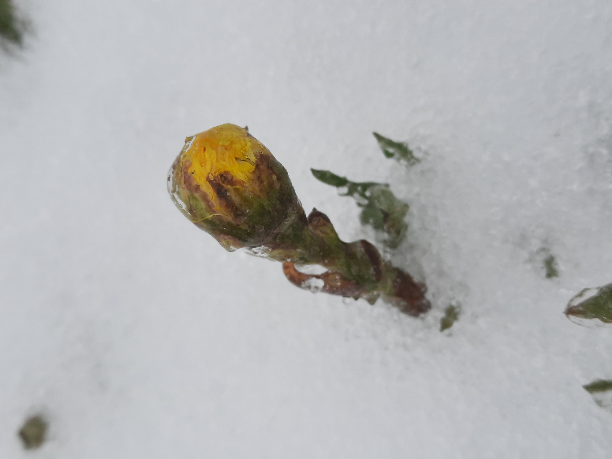 The image displays a close-up, slightly angled shot of a plant bud, likely a flower bud, encased in a layer of clear ice against a backdrop of white snow. The bud, positioned centrally, is predominantly yellow at its tip, transitioning to shades of green and reddish-brown along its stem and lower parts. Water droplets are visible beneath the transparent ice layer that covers the bud and its supporting stem, indicating freezing conditions.
Surrounding the main bud, other small green leaves or stem fragments, also coated in ice, are visible partially submerged or resting on the snowy surface. The background is uniformly white, composed of snow or ice crystals, creating a stark contrast with the vibrant colors of the bud. The scene suggests a period of freezing weather, possibly a late winter or early spring ice storm or frost, in Krasnogorskoye, Russia, where the plant is enduring harsh cold. No human subjects or discernible text are present in the image.