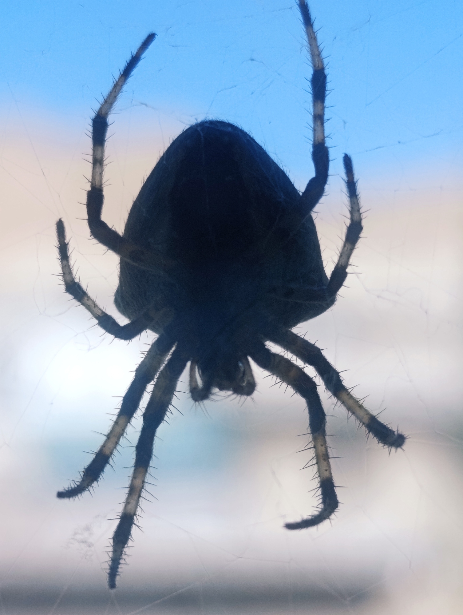 A dark, silhouetted spider with spiky legs is suspended in the air against a blurred blue and white background, possibly a window or sky. The spider's body is rounded and dark, while its eight legs are long and segmented, covered in visible spines. The image appears to be a close-up shot, emphasizing the texture and form of the arachnid. There is no identifiable context regarding its location in Naryn City, Kyrgyzstan, or any people or specific environmental details.