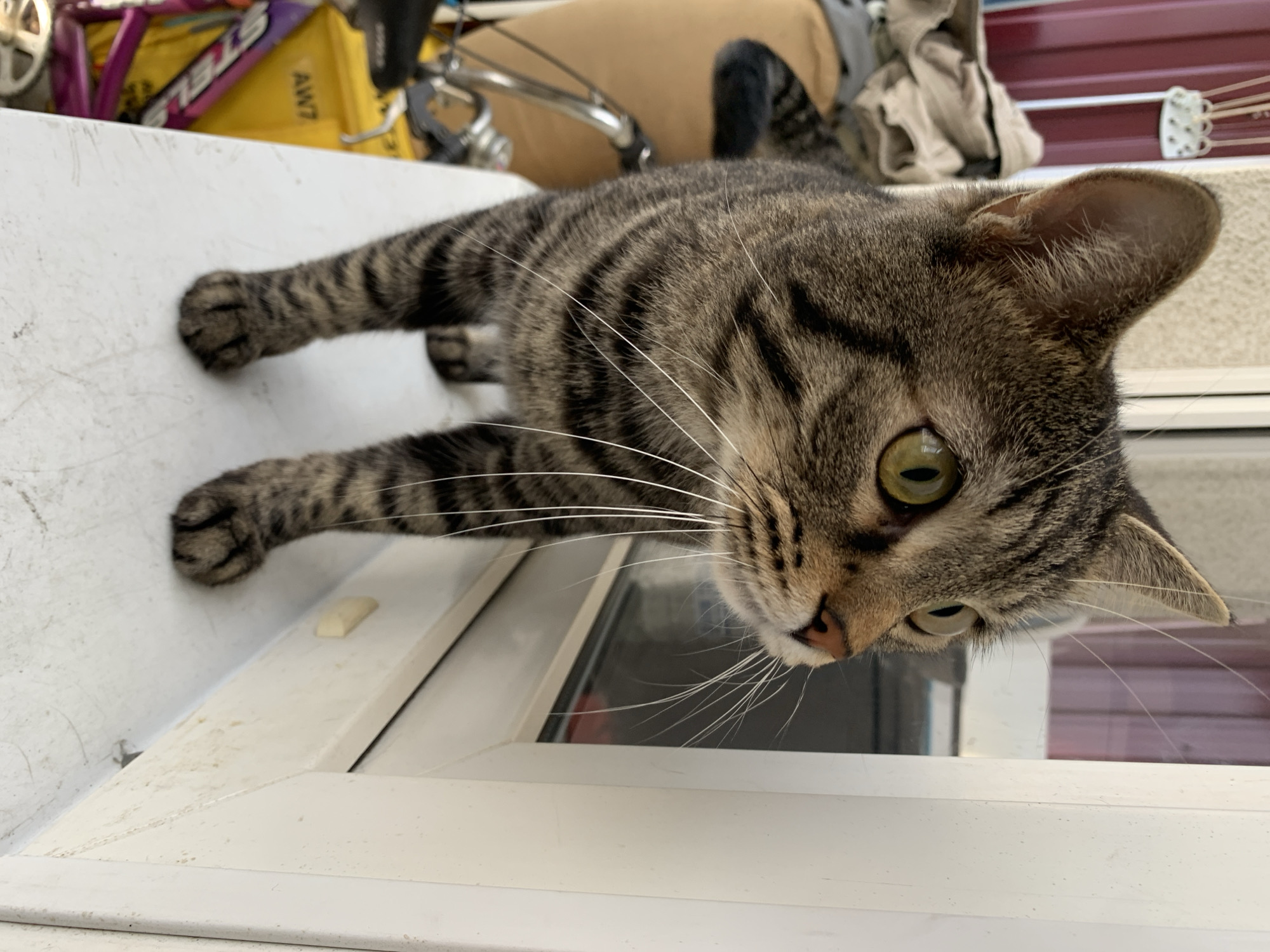 An adult tabby cat stands on a white ledge in front of a window. The cat is facing to the right, with its head turned towards the window. It has green eyes and a striped pattern on its fur. In the background, to the left of the cat, there is a pile of clothes, a bicycle, and a red door. The window frame is white.