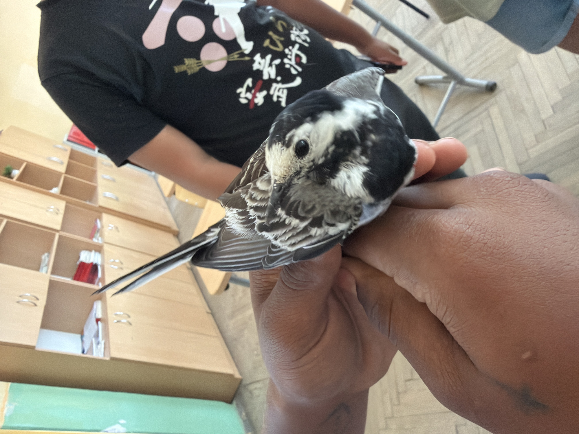 A black and white bird with a long tail is being held in two hands. The hands are a dark skin tone and appear to belong to a person wearing a black t-shirt with Japanese writing and pink circles. In the background, there are light-colored wooden cabinets with doors and shelves, a green wall on the left, and a metal chair. The floor has a light wood pattern. The scene appears to be indoors, possibly a classroom or office environment. There is no specific indication of the location being in Dinkata, Bulgaria.