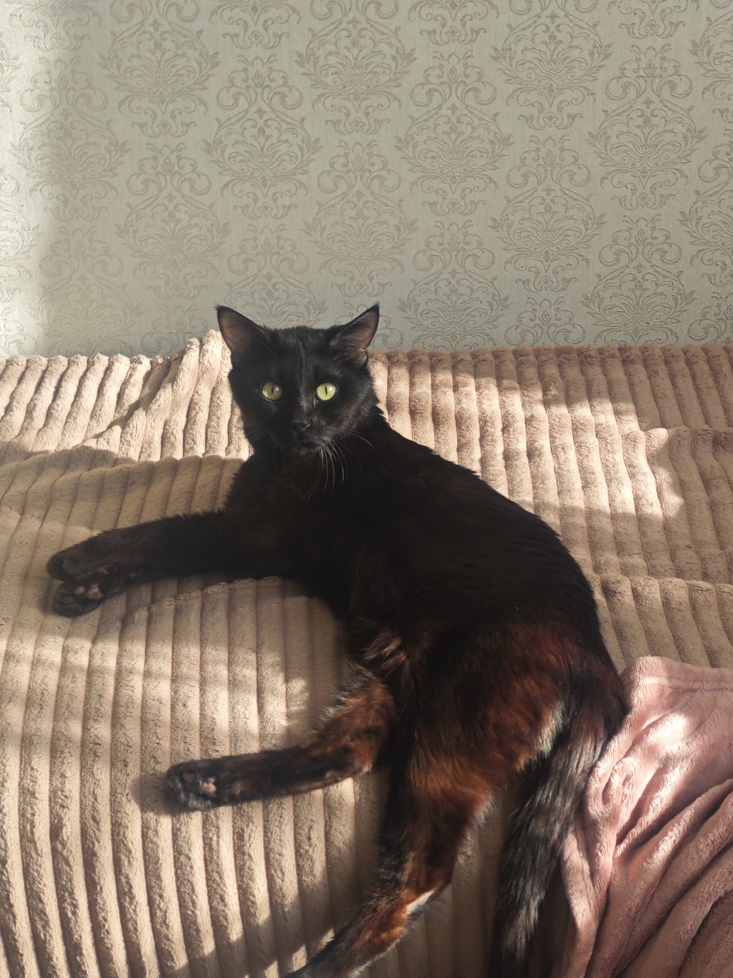 A black cat with striking green eyes lies relaxed on a ribbed, light brown blanket. The cat is positioned centrally, stretching out its front left paw, with its paw pads visible. Its fur, while primarily black, shows reddish-brown undertones and highlights on its hindquarters and legs where sunlight catches it. The cat's gaze is directed forward, straight at the viewer.
Behind the cat, a cream-colored wallpaper with an ornate, repeating damask pattern covers the wall. Strong, directional sunlight streams in from the left, casting distinct shadows on the textured blanket and highlighting the patterns on both the blanket and the wallpaper. The sun creates bright patches on the cat's fur, the blanket, and the wall, suggesting it is daytime, likely morning or late afternoon. A soft, pink blanket or piece of fabric is partially visible on the right side of the image, underneath the cat's tail.
The scene conveys a peaceful, sunlit indoor setting. No visible text is present in the image. The location context is Chaikovsky, Russia.