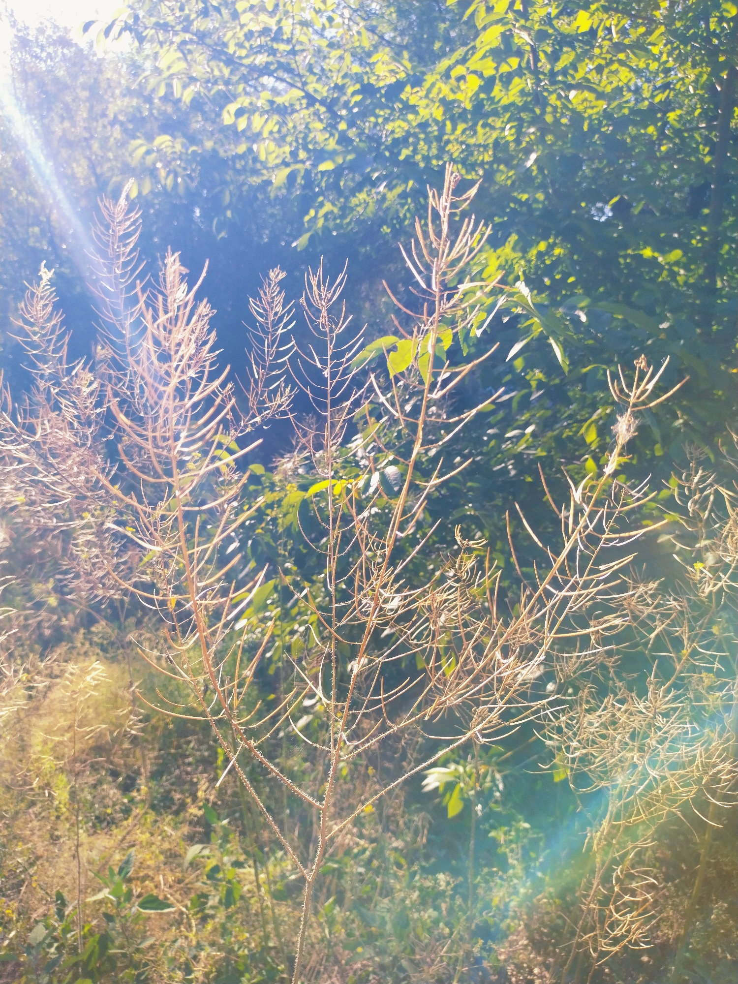 The image captures a close-up view of dry, brittle seed pods on tall, thin stalks, illuminated by bright sunlight. The seed pods are a light brown or straw color, with numerous thin branches extending outwards. In the background, lush green foliage creates a soft, out-of-focus backdrop, suggesting a natural, possibly wild setting. The sunlight creates lens flare and a rainbow effect across the foreground and midground. The scene appears to be outdoors, in an area with significant plant growth. Without further information or visual cues, the specific location within Horishni Plavni, Ukraine, cannot be determined. There are no people or animals visible in the image, and no specific actions or interactions are depicted. The focus is entirely on the texture and form of the dried plants against the natural environment.