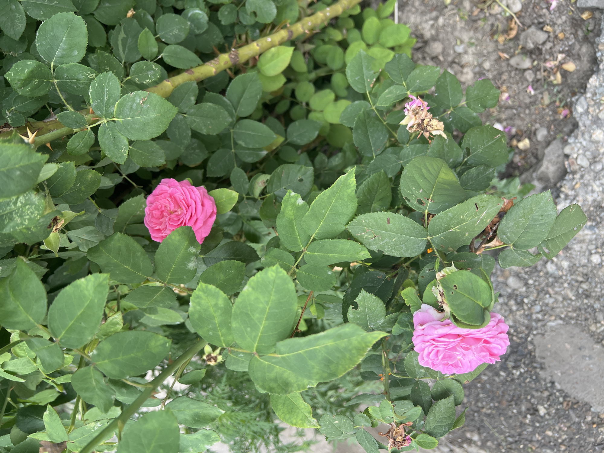 In Kara-Dıykan, Kyrgyzstan, a close-up, eye-level shot captures two vibrant pink roses amidst a dense bush of green foliage. The roses, one larger and fully bloomed in the lower left, and another smaller, partially open bloom towards the upper center, are the central subjects. Their petals exhibit a rich, saturated pink hue. The surrounding leaves are a deep green, with some showing slight discoloration and minor imperfections, suggesting natural wear. A thick, woody stem, adorned with sharp thorns, runs diagonally through the right side of the frame, anchoring the plant. The ground below is a mixture of rough, gray gravel and soil, with a few fallen petals and dried leaves scattered on the surface. The overall impression is one of a thriving garden plant in a natural outdoor setting.