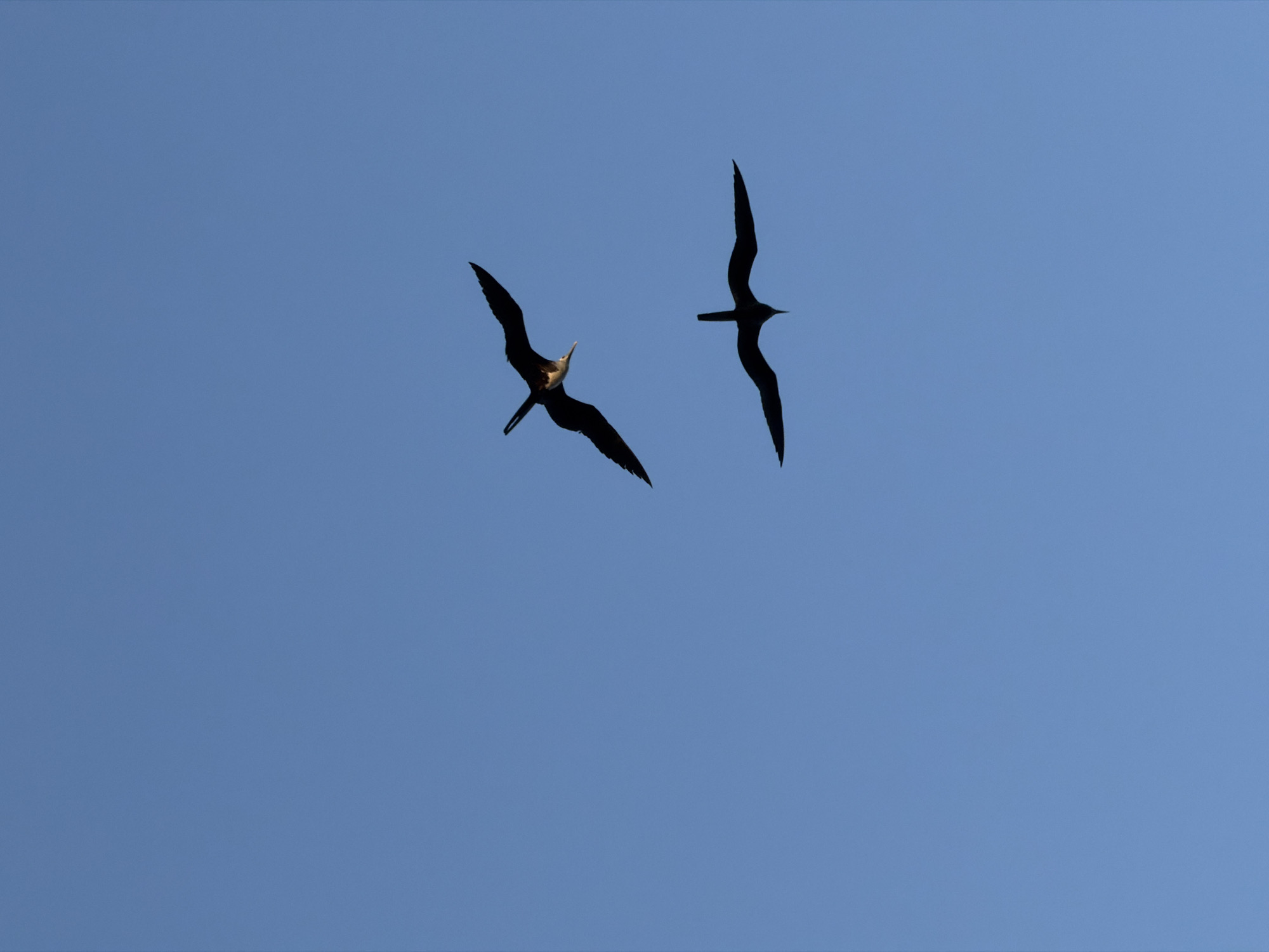 Two frigatebirds are soaring in a clear, blue sky. One bird is oriented diagonally, with its wings spread wide, revealing its white underbelly. The other bird is positioned more vertically, appearing as a dark silhouette against the sky. The location is Unknown, Unknown.