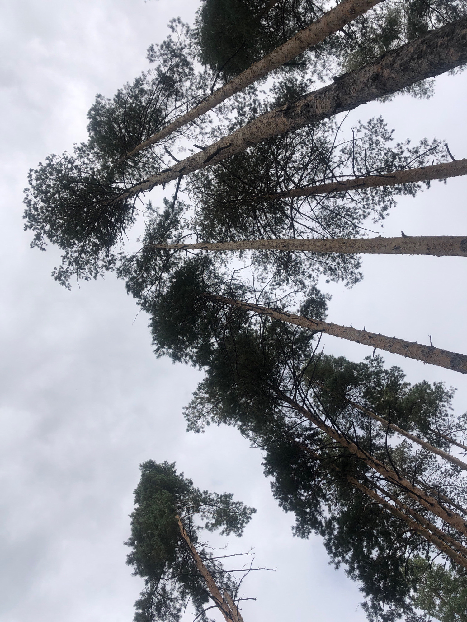 The image is an upward-angle shot of tall pine trees against an overcast sky. The trees are the primary subjects, with their rough, textured bark and dark green needles visible. Some branches are bare, while others are covered in foliage. The sky is uniformly gray and cloudy, suggesting a possibly cool or damp day. There are no people or man-made structures visible in the image, indicating a natural setting. The perspective from below emphasizes the height and density of the forest. The location is not identifiable from the image itself, and therefore it cannot be confirmed to be in Arfa, Russia.
