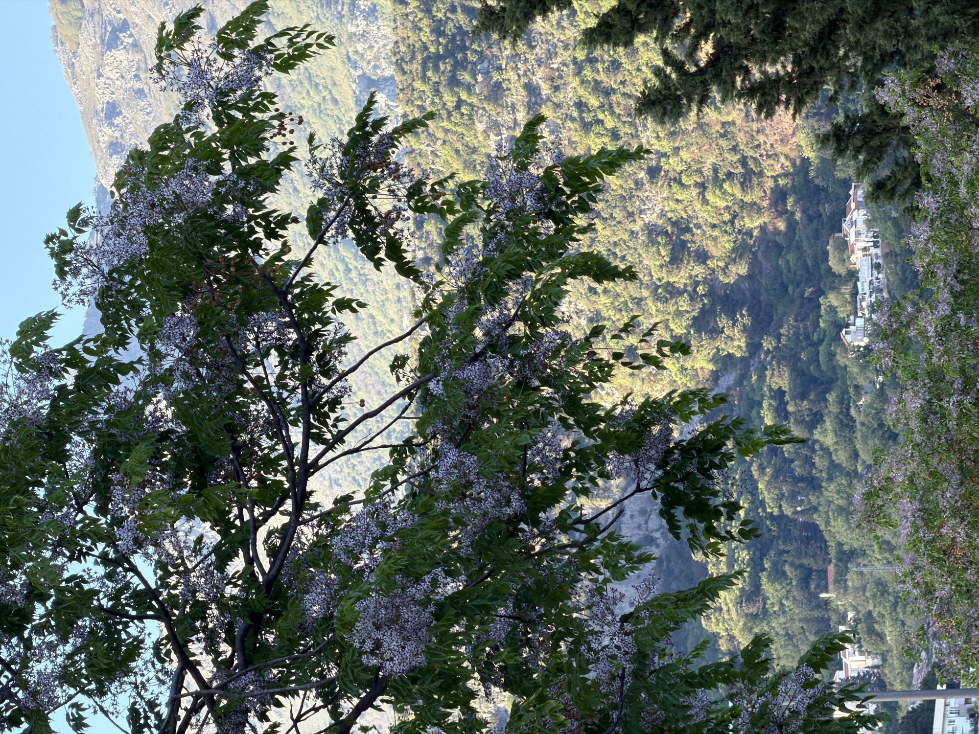 This image presents a picturesque mountainous landscape, captured with a vertical orientation that depicts a horizontal scene. In the immediate foreground, largely occupying the left and central parts of the frame (if viewed as a landscape), stands a vibrant green tree. It features numerous clusters of small, delicate pale purple and white flowers, along with some small, reddish-brown, spherical fruits or berries nestled among its dense foliage. The tree's branches are dark and visible through the leaves.
The background unfolds into a expansive, verdant mountainside or valley, densely covered with various types of trees and lush vegetation. The lighting suggests either early morning or late afternoon, with bright sunlight illuminating parts of the distant slopes, creating a textured pattern of light and shadow across the landscape. Towards the mid-right of the frame, a cluster of white buildings with distinct red-tiled roofs is visible, indicating a small village or settlement nestled within the green mountains. On the far right, another section of dense green foliage, possibly from a different tree, partially frames the scene. The sky, visible in the upper left corner of the image (assuming a horizontal landscape view), is a clear, bright pale blue. There are no people, discernible activities, or visible text in the image, conveying a tranquil and natural scene, consistent with the mountainous regions around Budva, Montenegro.