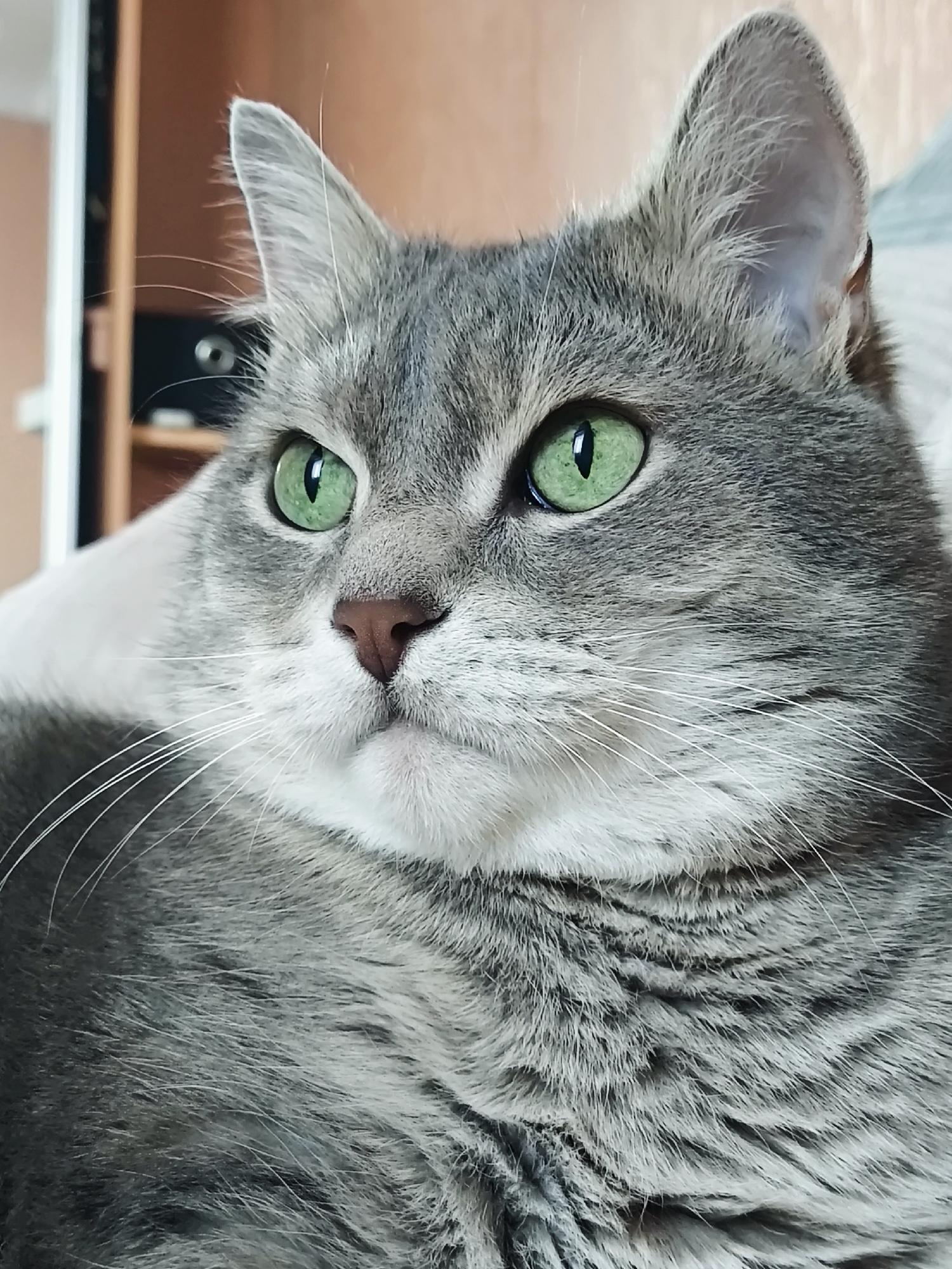 A close-up, slightly angled, eye-level shot focuses on the face of a gray tabby cat. The cat has striking, bright green eyes with vertically slit pupils, and its gaze is directed to the left of the frame. Its nose is a soft pink, and prominent white whiskers fan out from its muzzle. The cat's fur is a mix of gray and lighter gray tabby markings, with a white chest and chin. The background is out of focus, showing a hint of a wooden shelf with what appears to be electronic equipment, and a portion of a light-colored surface, possibly upholstery. The lighting is soft, highlighting the texture of the cat's fur and the vividness of its eyes. The image is cropped tightly on the cat's face and upper body.