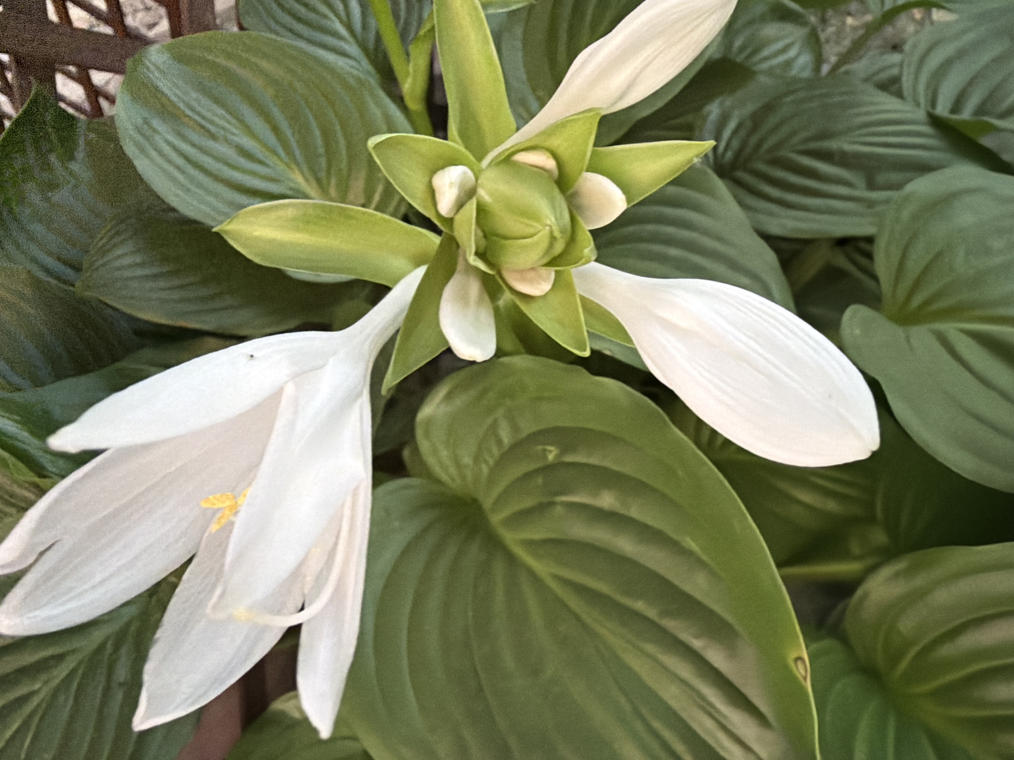 A close-up, top-down view shows two white hosta flowers and their surrounding foliage against a blurred background. The flowers are arranged at an angle, with one more fully bloomed than the other. The larger, more open flower is on the left, displaying delicate white petals with a hint of yellow stamen. The other flower is emerging from a cluster of green bracts and sepals on the right, with partially unfurled white petals. The leaves are a deep green with prominent veins, creating a lush backdrop. The overall impression is one of natural beauty, with the focus on the contrasting textures and shapes of the flowers and leaves. The scene appears to be outdoors, with a hint of a woven fence or lattice in the upper right corner, suggesting a garden or park setting.