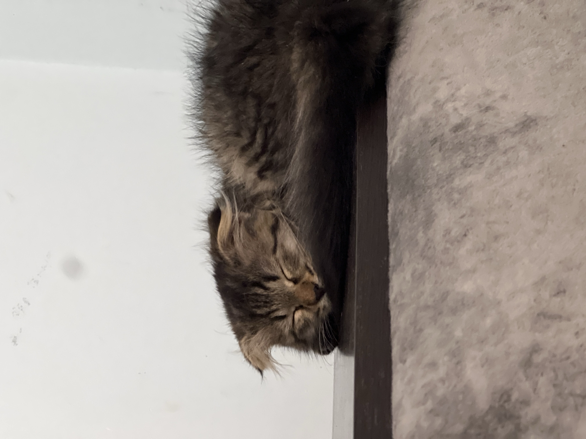 A long-haired tabby kitten is sleeping soundly on a dark wooden shelf. The kitten's eyes are closed, and its head is resting on its paws. Its fur is a mix of brown, black, and tan stripes. The background is a white wall, with some faint markings. The shelf is positioned on a textured, light-colored surface.