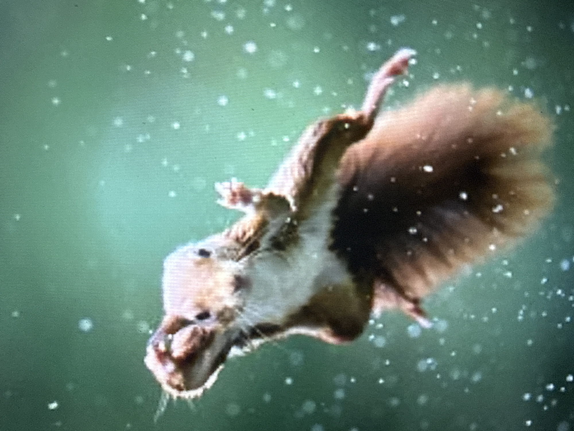 An extreme close-up, low-angle shot captures a red squirrel suspended mid-air against a blurred green background. The squirrel is in motion, with its front paws raised and its body twisted to the left. Tiny white specks, possibly water droplets or light reflections, are scattered throughout the frame, adding a dynamic effect. The squirrel's fur is a reddish-brown, with lighter fur on its chest and face. Its eyes are dark and appear to be looking forward. The image is taken in a way that makes it difficult to determine the specific location within Tbilisi, Georgia.