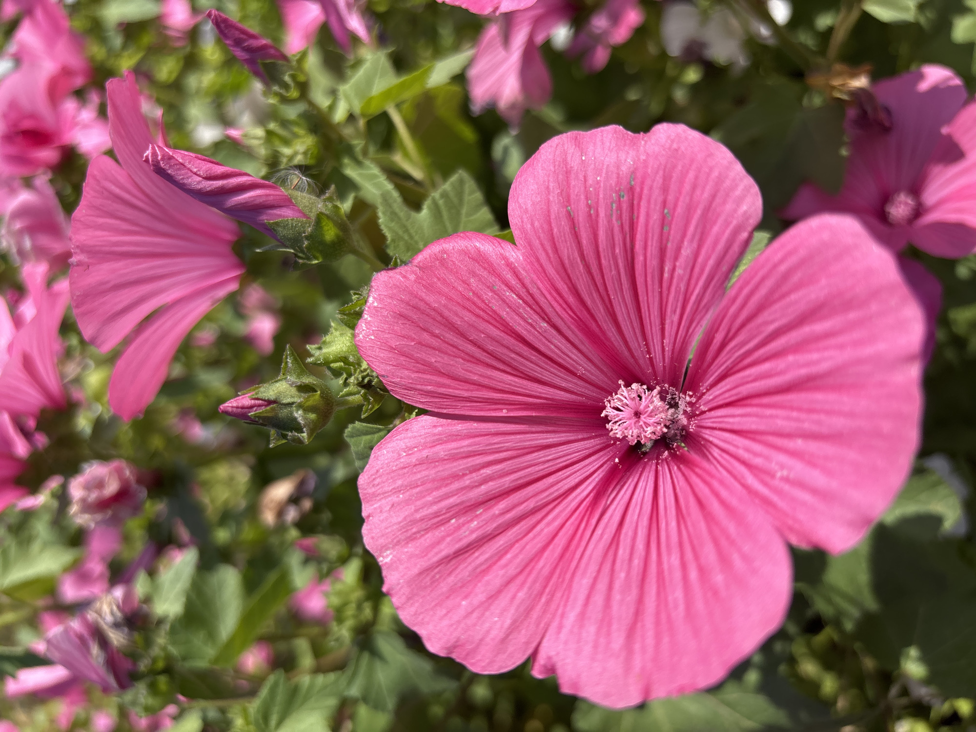 The image shows a close-up of several bright pink flowers with green foliage in the background. One flower in the foreground is in sharp focus, displaying its delicate petals and a prominent stamen. Other flowers and buds are visible in the background, some in focus and some blurred. The setting appears to be an outdoor garden. The image does not contain any information about the city of Orenburg, Russia.