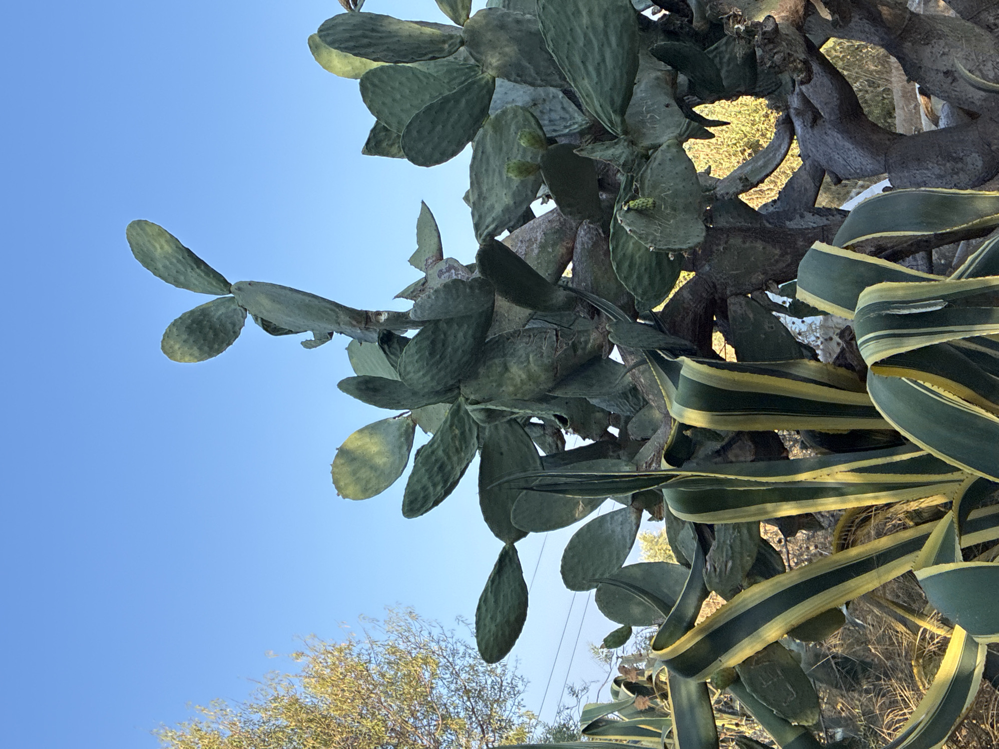 A low-angle shot captures a prickly pear cactus in Alanya, Turkey, against a clear blue sky. The large cactus has numerous flattened, paddle-shaped pads, some with small green buds. In the foreground, a striped agave plant with green and yellow leaves is visible. The background is filled with dry vegetation and trees. The scene appears to be outdoors during daylight hours.