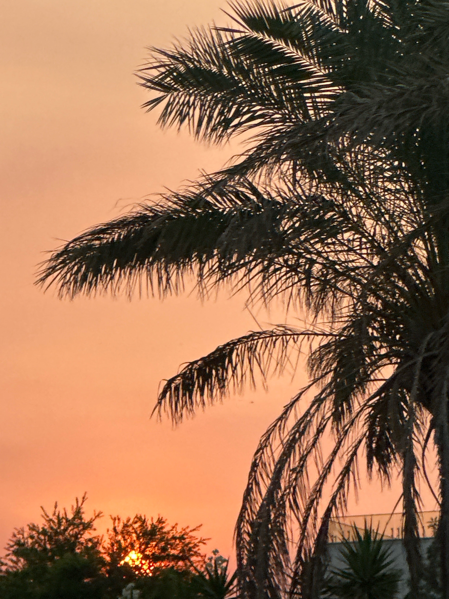A photograph of a palm tree silhouetted against an orange sky. The sun is visible in the distance, peeking through the leaves of a green tree. A building is visible in the background. The image was taken in Boreti, Montenegro.