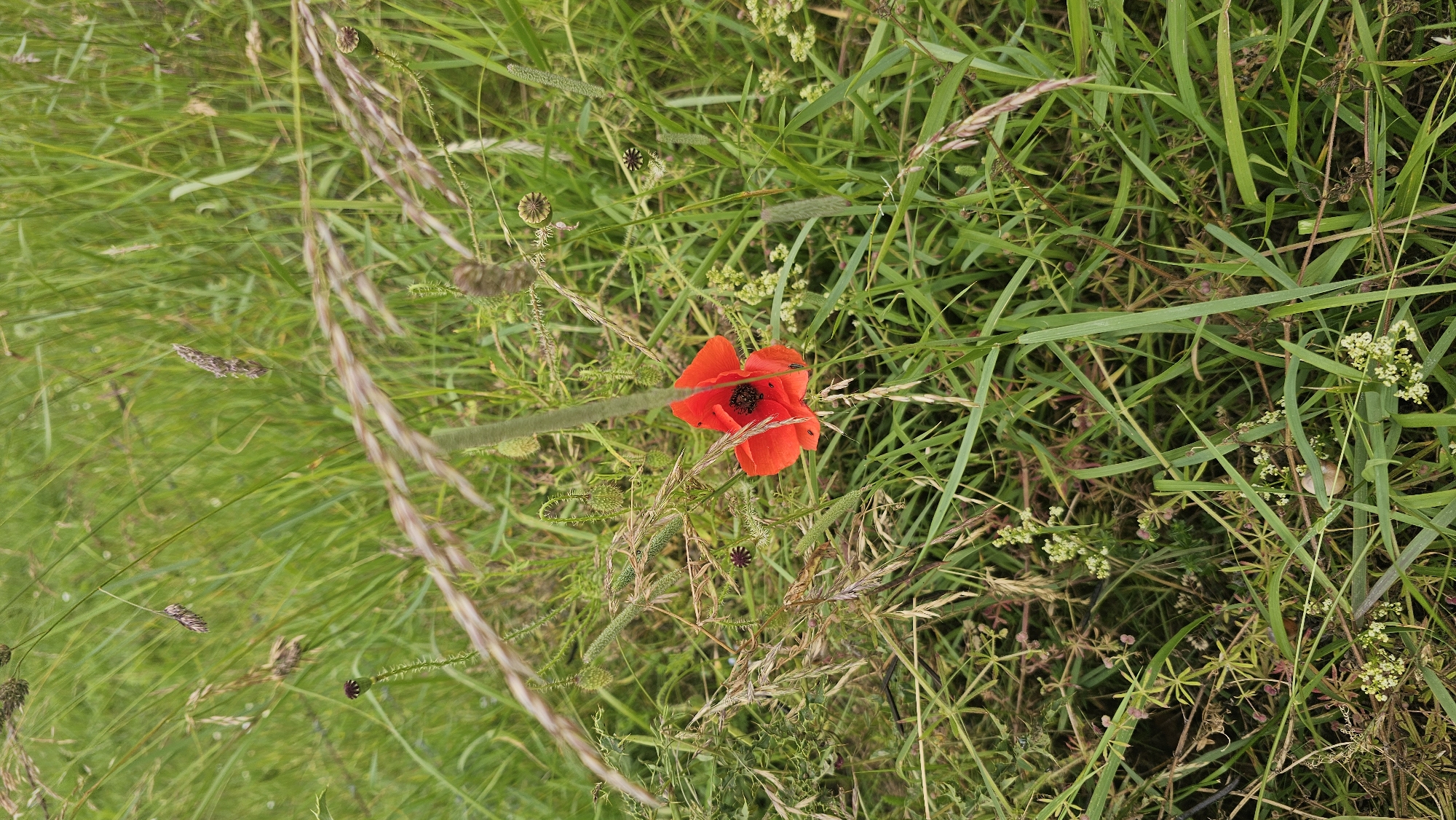 A single red poppy with a dark center is in bloom amidst a field of green grass and other wildflowers. The poppy is located in a natural environment.