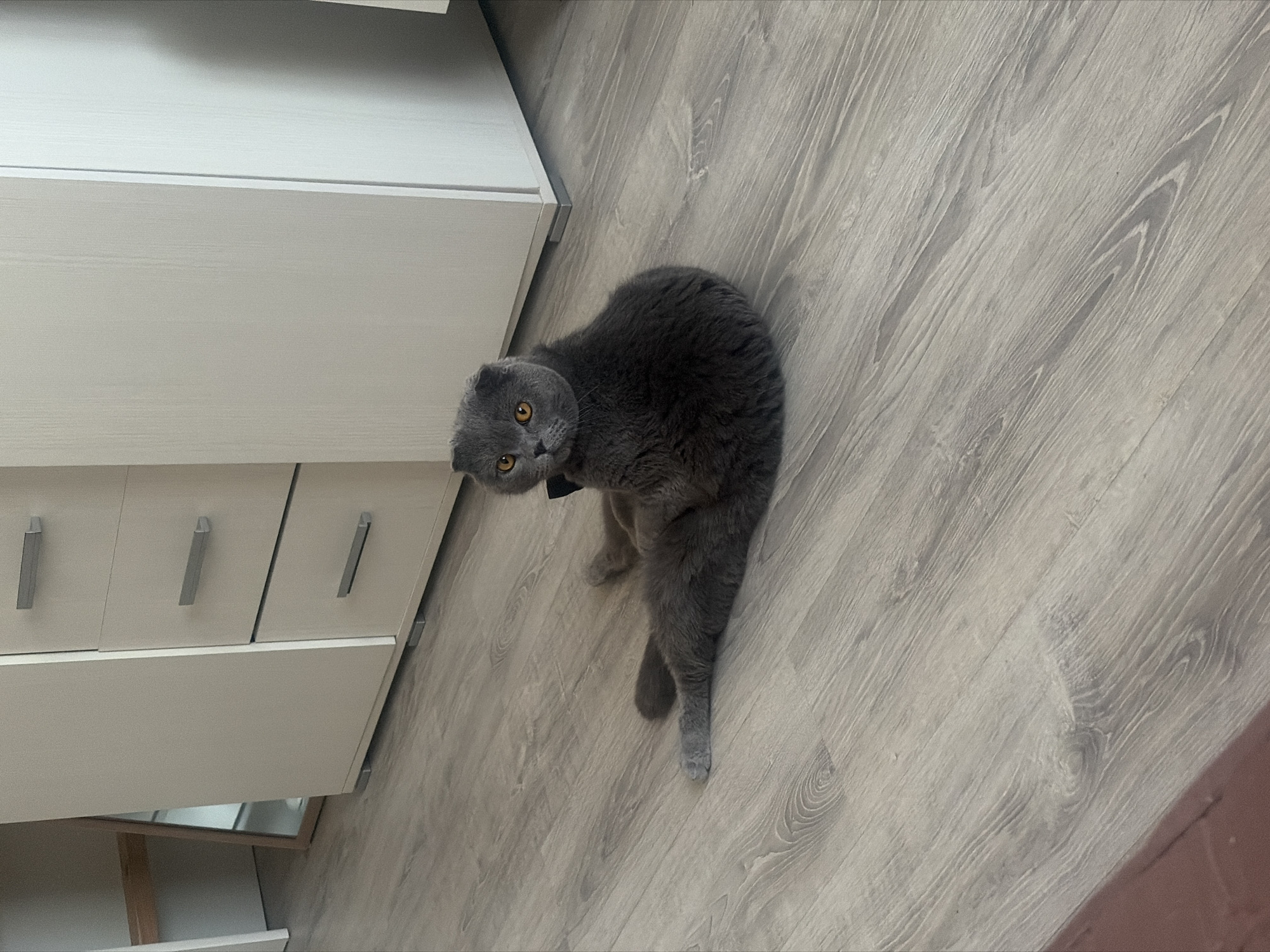 An indoor scene features a grey Scottish Fold cat with amber eyes, looking directly at the camera. The cat, characterized by its folded ears and dense short fur, appears to be wearing a dark collar or bow tie. It is positioned on a light greyish-brown wooden floor with visible grain patterns, its body angled with one leg extended.
To the left of the cat, light-colored, possibly off-white or light beige, furniture is visible. This furniture consists of cabinets or drawers, each with a smooth finish and sleek silver rectangular handles. The original image is rotated clockwise by 90 degrees, so the furniture appears to be running vertically along the left edge of the frame, suggesting it is typically positioned against a wall.
The lighting in the room is soft, indicating an indoor setting, likely a domestic residence such as an apartment or house. There are no specific external location cues or visible text within the image. The cat's expression suggests alertness and curiosity.