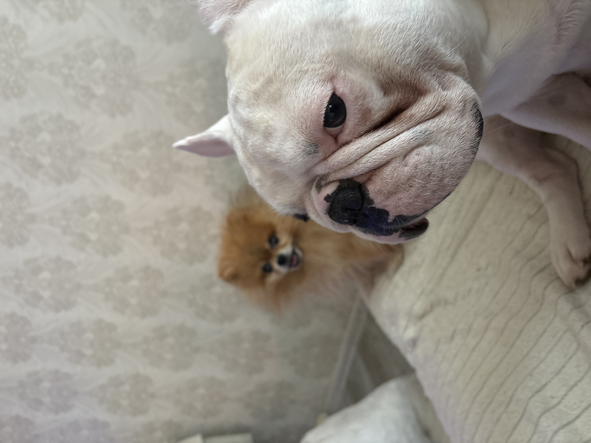 The image features two dogs. One is a cream-colored French bulldog in the foreground, with its face close to the camera and its eye in focus. Behind it is a smaller, brown Pomeranian dog, with its head slightly tilted. The background appears to be a patterned surface. The location in the city of Chaikovsky, Russia is not discernible from this image.