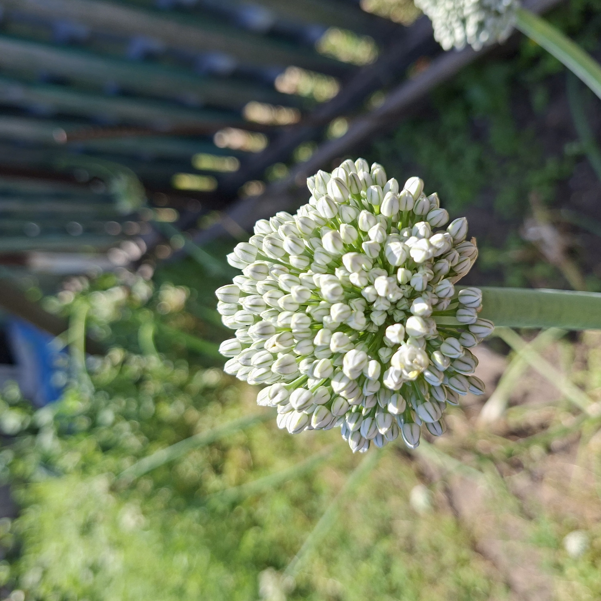 A close-up, eye-level outdoor shot focuses on a cluster of white, bud-like flowers atop a thick, green stalk. The flower heads are dense and rounded, with individual buds pointed upwards and outwards, some showing faint green stripes. The stalk is a vibrant green, thick and fleshy, and extends downwards out of frame. The background is a blur of green foliage and a weathered wooden fence with vertical slats, some of which appear to be painted a muted green. Sunlight casts dappled light and creates soft bokeh effects throughout the scene. The location is unspecified.