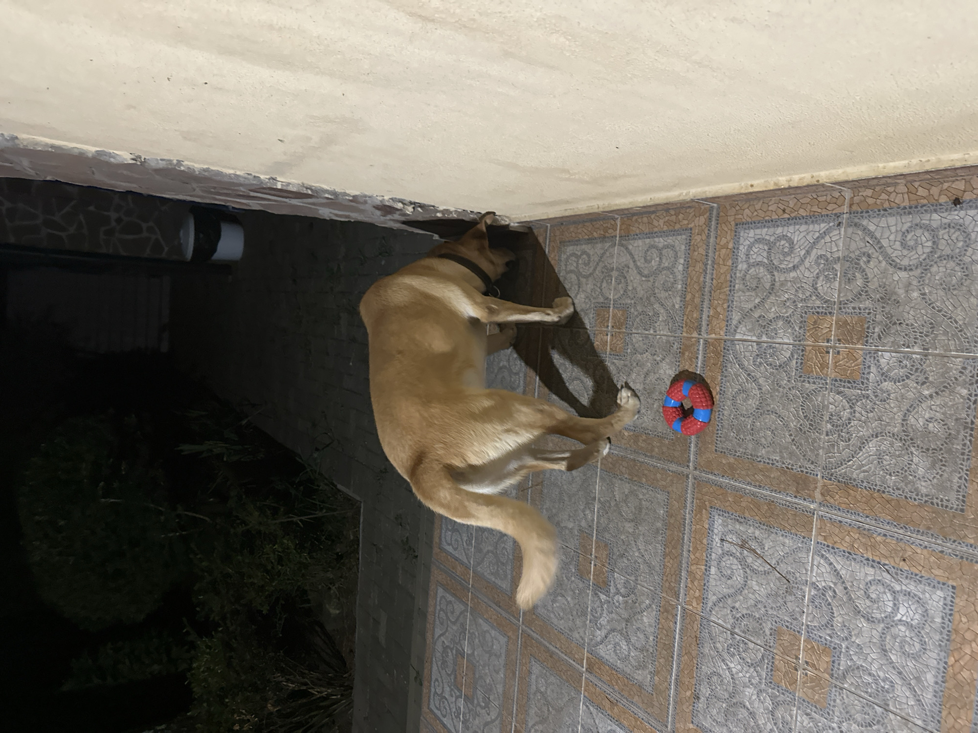 A medium-sized, light brown dog with a black collar is sniffing the base of a textured, light-colored wall. The dog is positioned on a tiled patio with a repeating pattern of squares and geometric designs. A red and blue ring-shaped dog toy lies on the tiles a short distance from the dog. In the background, to the left, is a dimly lit area with various plants and shrubs. To the far left in the background, a trash can with a black liner sits next to a wall constructed of irregular stones. The scene appears to be outdoors at night, possibly a residential courtyard. The specific location within the city of Sochi, Russia, cannot be determined from the visual information provided.