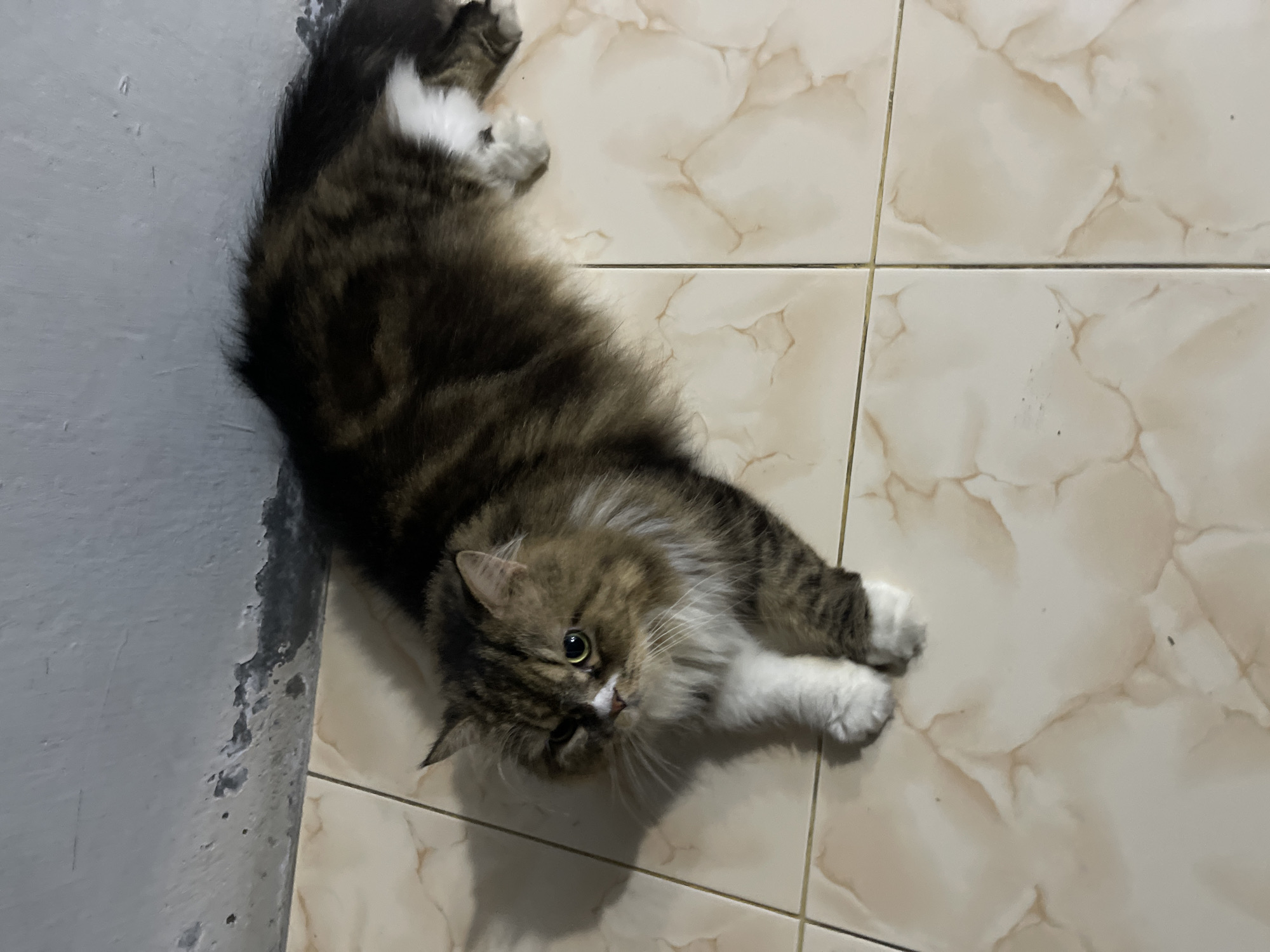A fluffy brown and white cat is lying on its side on a tiled floor. The cat is looking towards the left side of the frame with its head slightly tilted. Its eyes are wide and appear to be green. The cat has long fur, with dark brown and white markings. Its front paws are white and are extended forward. The tiled floor has a marbled pattern in shades of beige and cream. To the left of the cat, there is a portion of a light gray wall, which appears to be textured and slightly damaged in places. The lighting suggests it is indoors, possibly during the daytime. The overall scene is a simple domestic setting. There is no visible text in the image.