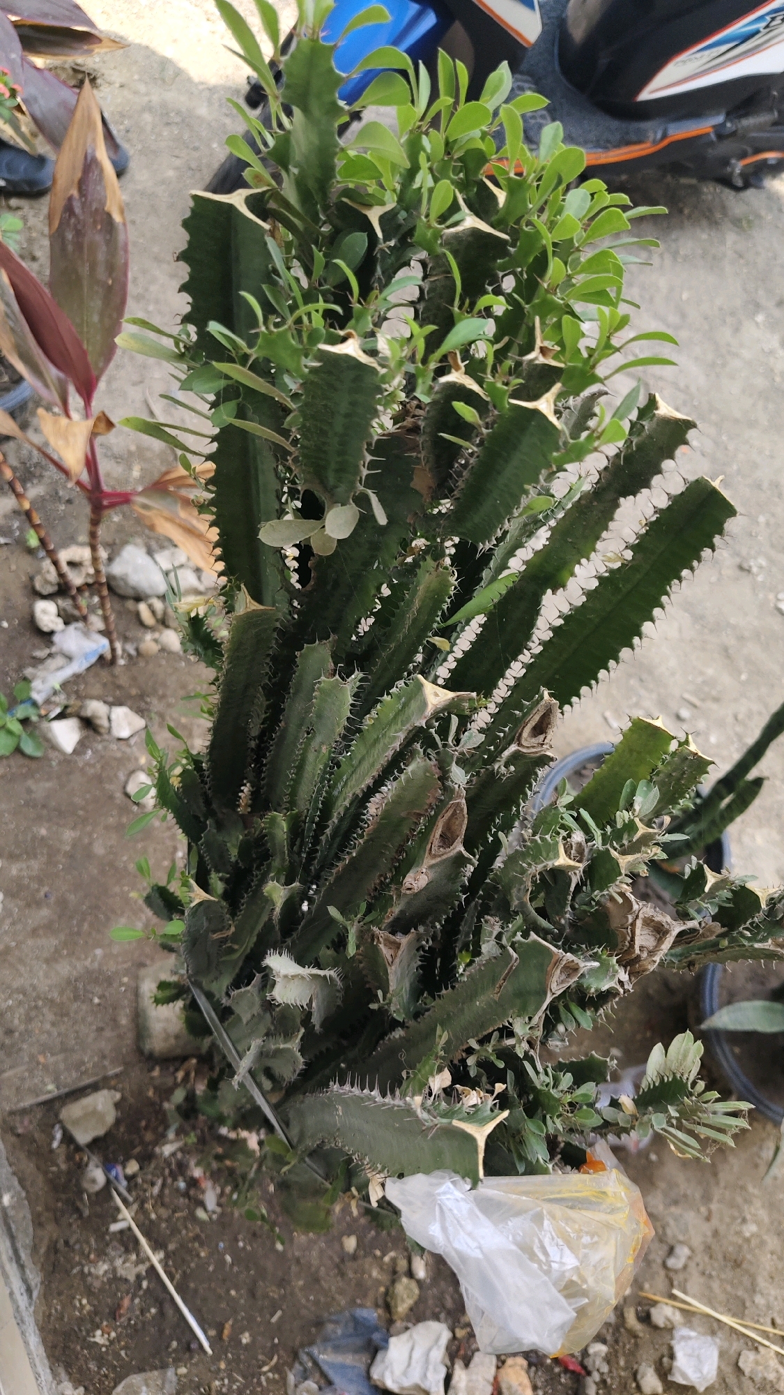 In Pangpajung, Indonesia, a tall, spiky, green euphorbia plant with numerous branches and small green leaves is the primary subject of the image. The plant is situated outdoors on a dirt and gravel surface, with some visible debris including rocks, sticks, and a crumpled plastic bag. In the background, parts of a blue and black motorcycle are visible, as well as another plant with reddish-brown leaves to the left. The scene appears to be in a somewhat unkempt outdoor area.