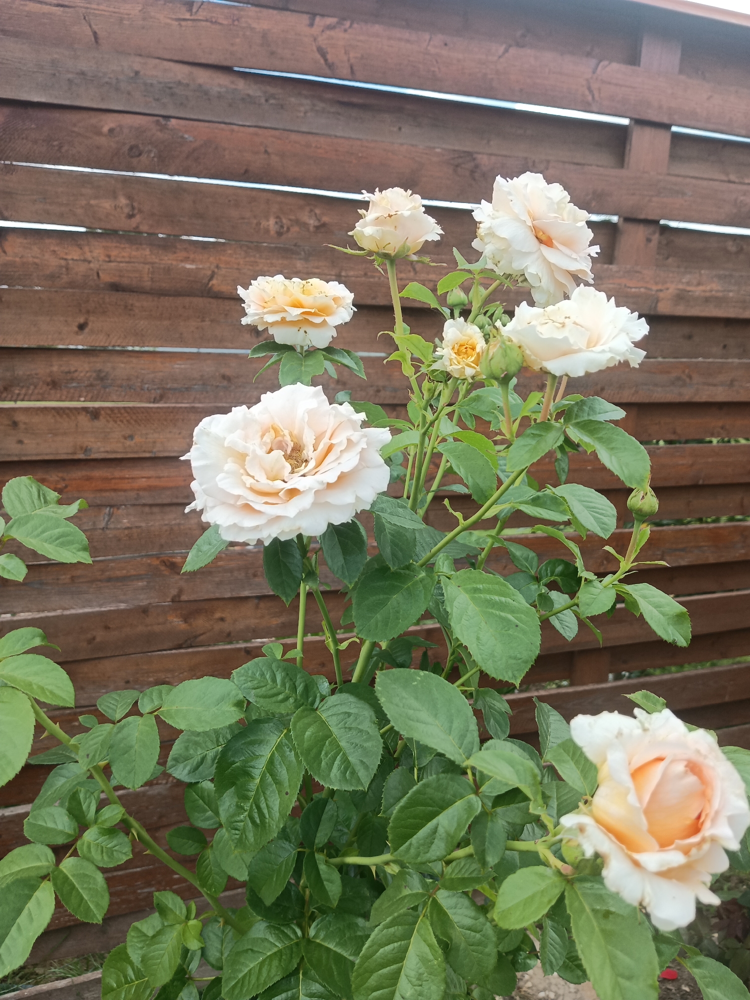 A cluster of pale pink and yellow roses bloom against a weathered wooden fence in Repnikovo, Russia. The fence, constructed from horizontal planks, exhibits signs of age and wear. The roses, some fully open and others in bud, are the primary focus of the image. Their petals display subtle variations in color, ranging from creamy white to soft apricot. Lush green foliage surrounds the flowers, providing a vibrant contrast to the muted tones of the fence. The overall scene depicts a tranquil garden setting.