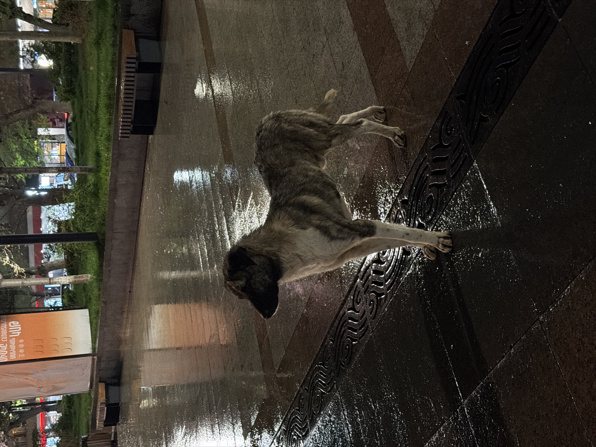 A medium-sized dog with a light-colored body and darker fur along its back lies on a wet, paved surface in what appears to be a public area, likely a pedestrian walkway. The dog is positioned diagonally across the frame with its head towards the lower left corner and hind legs extending towards the upper right. The surface reflects the surrounding light, indicating it is wet, likely from rain.
To the left of the dog, there is a sidewalk and a row of trees. Beyond the trees are buildings and lights suggesting an urban environment. A tall, rectangular sign with orange and white coloring stands near the edge of the sidewalk.
To the right of the dog, a dark, textured design element runs diagonally, creating a visual contrast with the wet pavement. The overall impression is one of a street scene in an urban setting during or after a period of rain.
The location of Yerevan, Armenia, is only inferred from the signs.