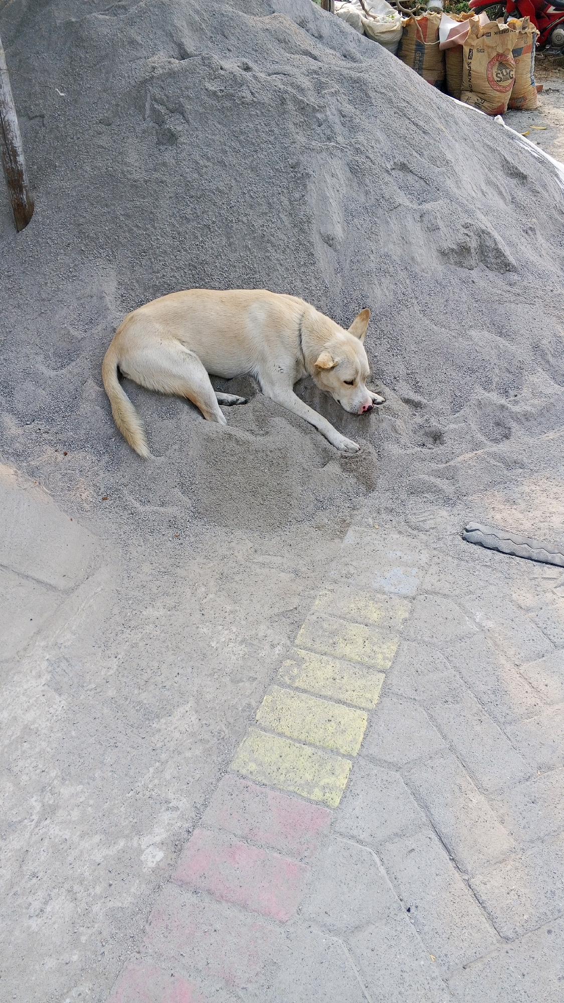 A medium-sized, light-colored dog is lying down on a large pile of grey sand. The dog appears to be resting, with its head turned to the side and its tongue slightly extended. The sand pile is a prominent feature of the scene, suggesting a construction or landscaping area. In the foreground, there is a paved surface made of interlocking bricks, some of which are colored red and yellow. Bags of material, possibly cement or other construction supplies, are visible in the background, stacked near the top of the sand pile. The overall environment appears to be outdoors, likely in a public or work space.