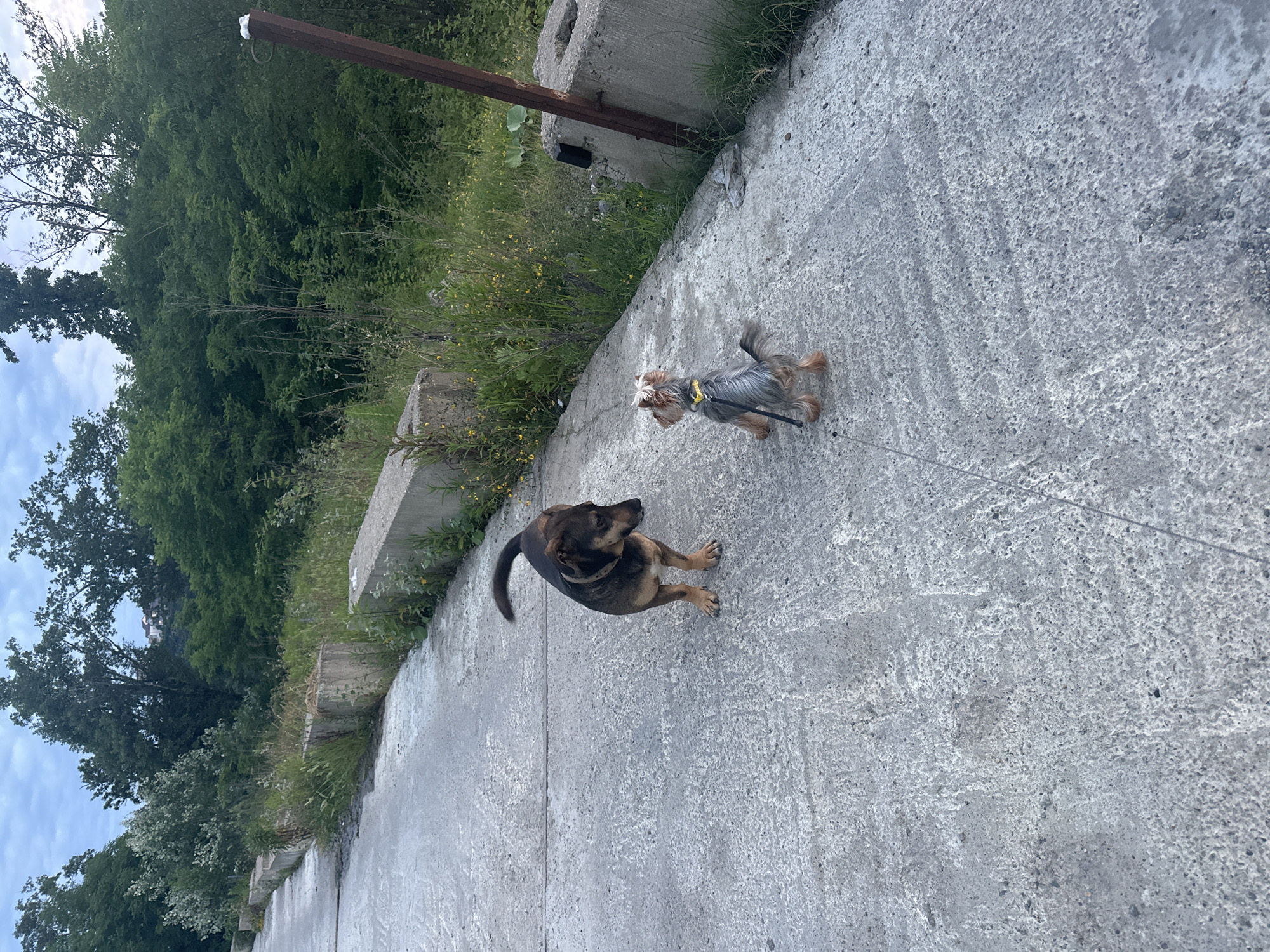 In the city of Razdolnoye, Russia, two dogs are interacting on a paved surface. The larger dog, a mixed breed with brown and black fur, is standing facing the smaller dog, a Yorkshire Terrier with grey and tan fur, who is facing away from the camera. The paved surface appears to be a road or pathway with concrete barriers along the sides, overgrown with grass and vegetation. In the background, there is a dense forest. The sky is cloudy.