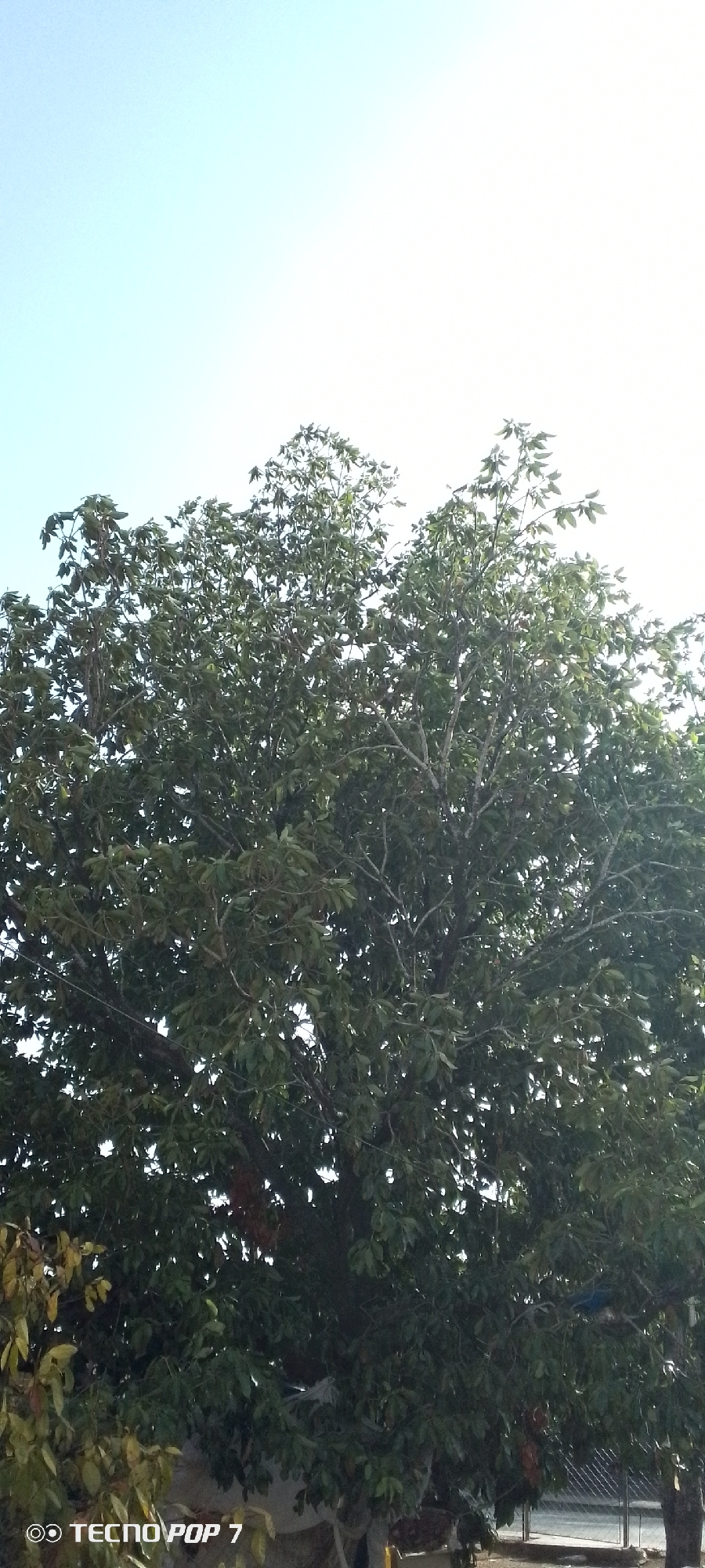 The image primarily features the dense canopy of a large, leafy tree set against a bright, overexposed sky. The tree, filling most of the frame, is characterized by its numerous dark green leaves and a complex network of branches, some visible through the foliage. The leaves appear broad and healthy.
The background is a very light sky, predominantly white, with a subtle pale blue tint noticeable towards the upper left corner. This suggests a clear and sunny daytime setting, with the bright light contributing to the washed-out appearance of the sky.
In the lower sections of the tree, darker, thicker branches are visible, along with some lighter brown or yellow leaves in the bottom left. Faint hints of a fence or structure can be discerned through the leaves on the right side of the image, and possibly a road below. No people or specific activities are observable. The only discernible text is a watermark in the bottom left corner that reads "© TECNO POP 7".