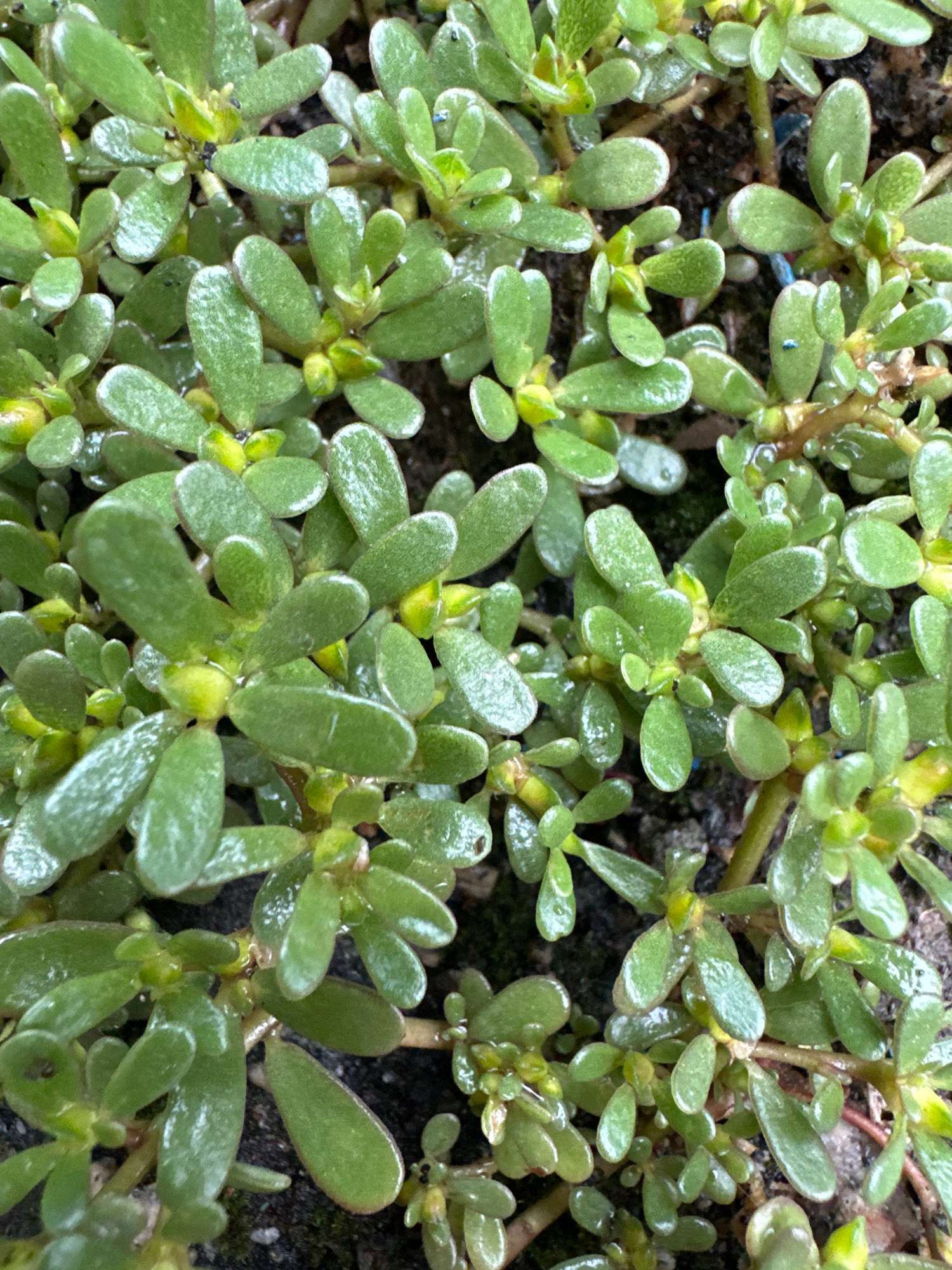 A close-up, overhead shot focuses on a dense cluster of small, green, succulent-like plants growing close to the ground in dark soil. The plants have fleshy, oval-shaped leaves that are smooth and slightly glossy, with some leaves appearing wet. Small yellow or light green buds are visible among the leaves, and thin, reddish-brown stems are interspersed throughout the foliage. The soil is dark and appears slightly damp. There are a few small blue specks visible on some of the leaves. The overall impression is of a ground cover plant thriving in a somewhat overgrown or wild setting.