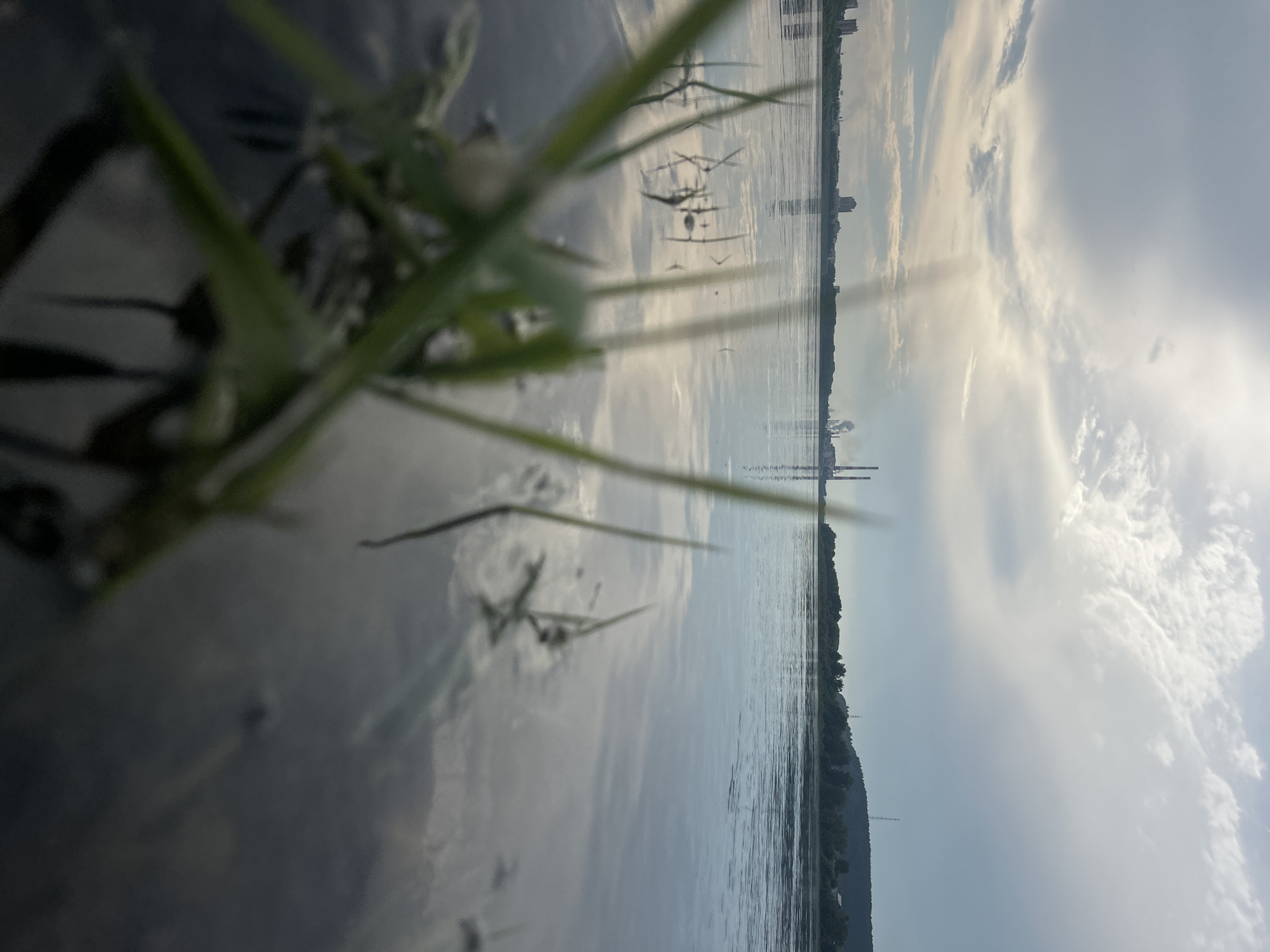 A low-angle shot captures a body of water, likely the Tom River in Kemerovo, Russia. In the foreground, out-of-focus blades of green grass emerge from the murky water's edge. The water's surface is calm, reflecting the overcast sky and distant elements.
Across the river, a cityscape is visible on the horizon, marked by several buildings. Further in the distance, a power plant with tall, smokestacks is prominent, with plumes of smoke rising into the sky. The right side of the horizon features a tree-covered hill. The overall atmosphere is subdued, with soft light filtering through the clouds. No people are visible in the image.