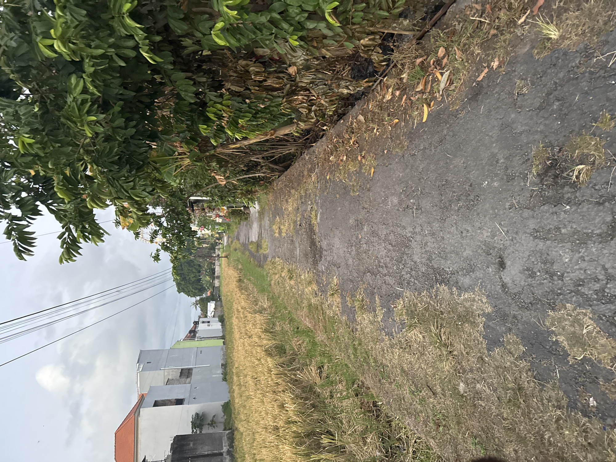 A dirt path runs through a rural area of Sukawati, Indonesia. On the left, a field of dry, golden rice stalks stretches into the distance. Beyond the field, several modern buildings with white walls and orange and gray roofs are visible. To the right of the path, a dense line of green trees with thick foliage forms a natural barrier. Overhead, power lines are strung across the overcast sky. The path itself is unpaved and appears somewhat worn, with patches of dry grass growing alongside it. The overall scene suggests a rural setting transitioning into a developed area.