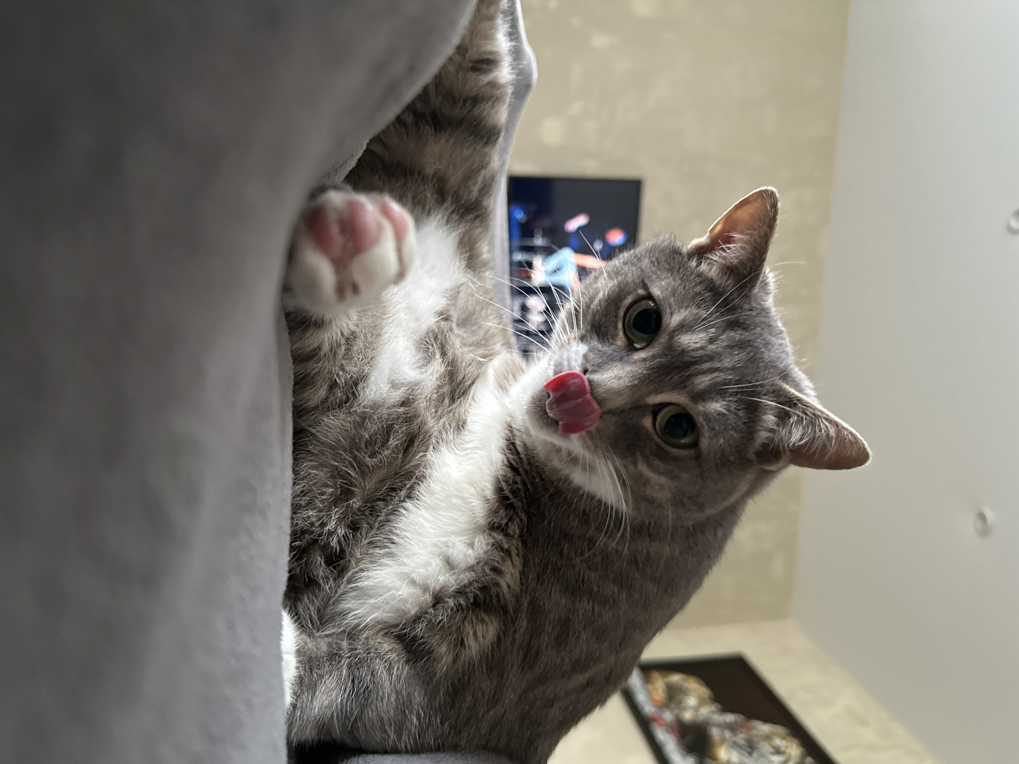 A gray tabby cat with green eyes is captured in a close-up shot. The cat is licking its nose with its tongue extended. The cat is holding onto a gray cat tower with a pink paw. The background is a beige wall with a TV showing colorful images and a framed photo. The image gives the impression of being taken from a low angle. The location in the city of Unknown, Unknown.