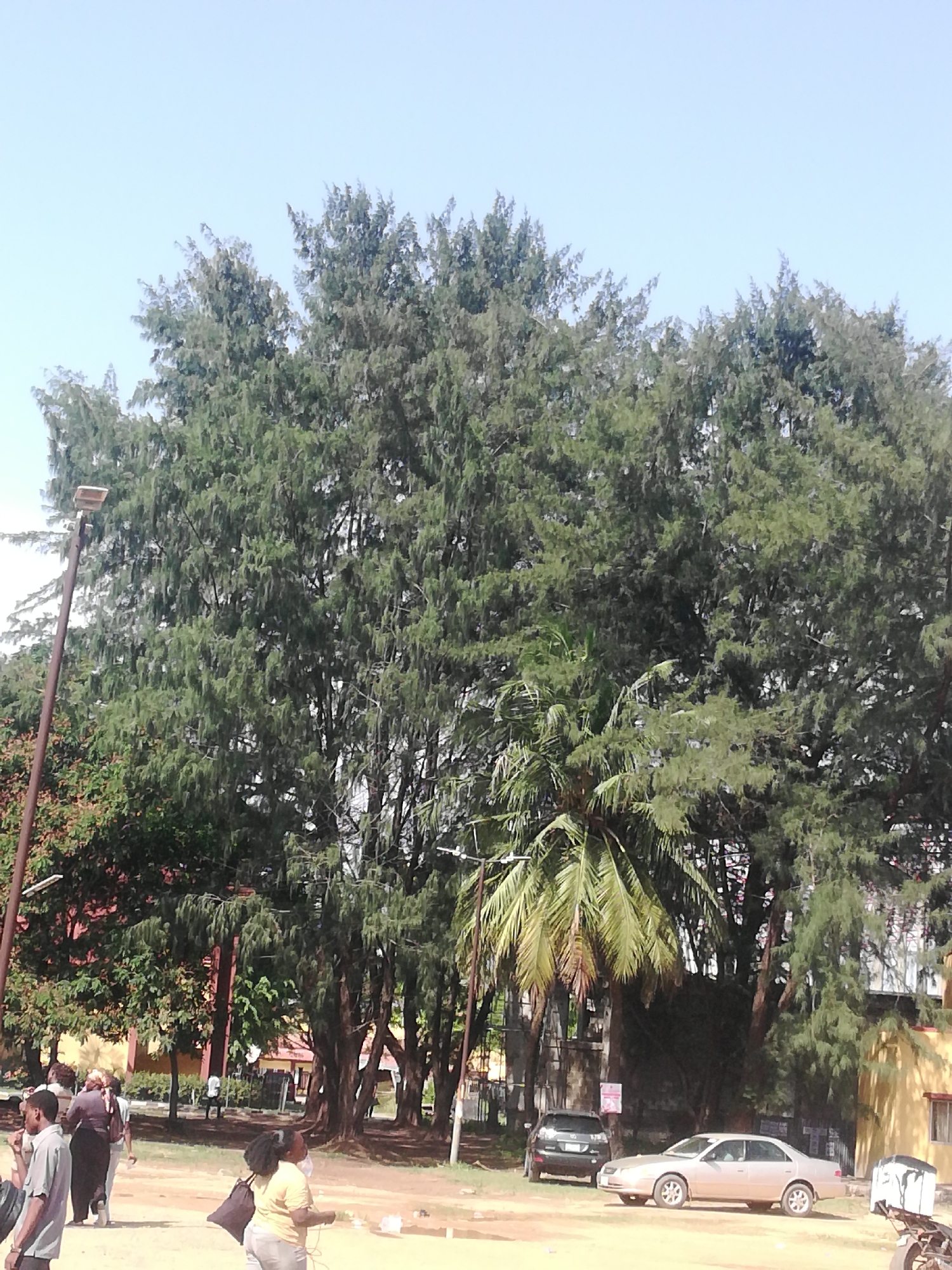 This outdoor image depicts a vibrant scene in Ijanikin, Nigeria, under a bright, clear blue sky. The most prominent features are a dense cluster of tall, leafy trees, appearing to be a mix of coniferous-like species with needle-like foliage, and a large palm tree with green fronds positioned in the mid-ground towards the right. These trees dominate the upper and central portions of the frame, casting some shade.
The ground is unpaved, consisting of brownish-orange dirt or dust. Several people are visible, indicating everyday activity. In the left foreground, a man in a grey short-sleeved shirt and dark pants is partially visible, facing away. Towards the center-right, a woman wearing a yellow top and light-colored pants stands with her back mostly to the camera, carrying a black bag. Other individuals are seen walking along a dusty path in the background, amidst the trees.
Man-made elements include a tall street lamp with a modern fixture on the far left. Two cars are parked on the unpaved ground: a light-colored (likely silver or champagne) four-door sedan is prominently featured in the mid-ground, and a darker SUV is partially visible behind it. A section of a motorcycle or scooter is also visible on the far right. In the background, partially obscured by foliage, are glimpses of buildings with yellow or orange walls and potentially reddish roofs. The time of day appears to be bright daylight, with no discernible text visible in the frame.