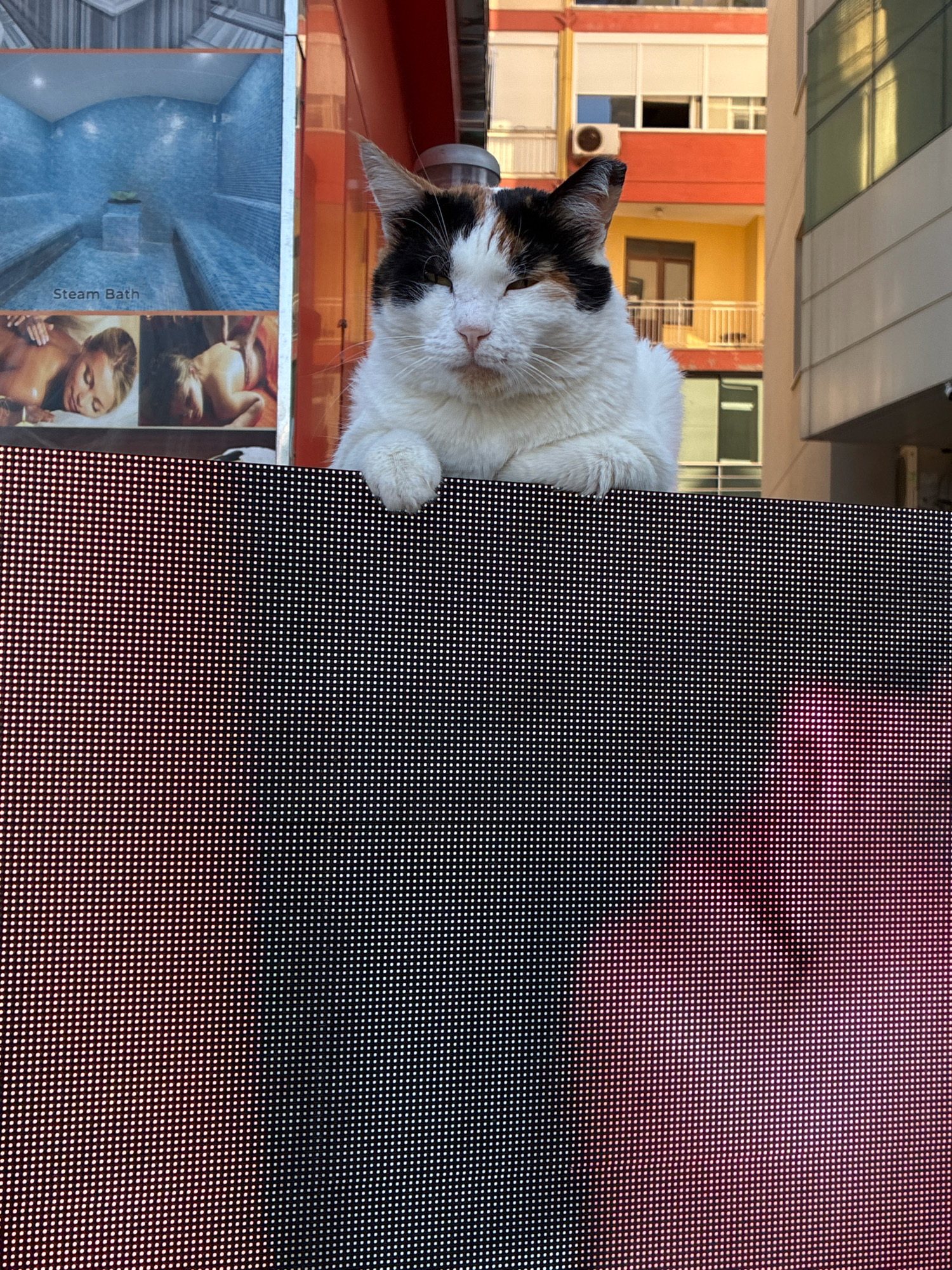 A calico cat is perched on top of a large, dark LED screen, its white and black fur contrasting with the colorful display below. The cat's eyes are closed, and its front paws are resting on the screen. Behind the cat, an advertisement is visible, featuring images of a steam bath and people receiving massages. Further in the background, buildings with orange and yellow facades are visible, suggesting an urban setting. The scene appears to be in Alanya, Turkey, a city known for its vibrant street life and tourist attractions.