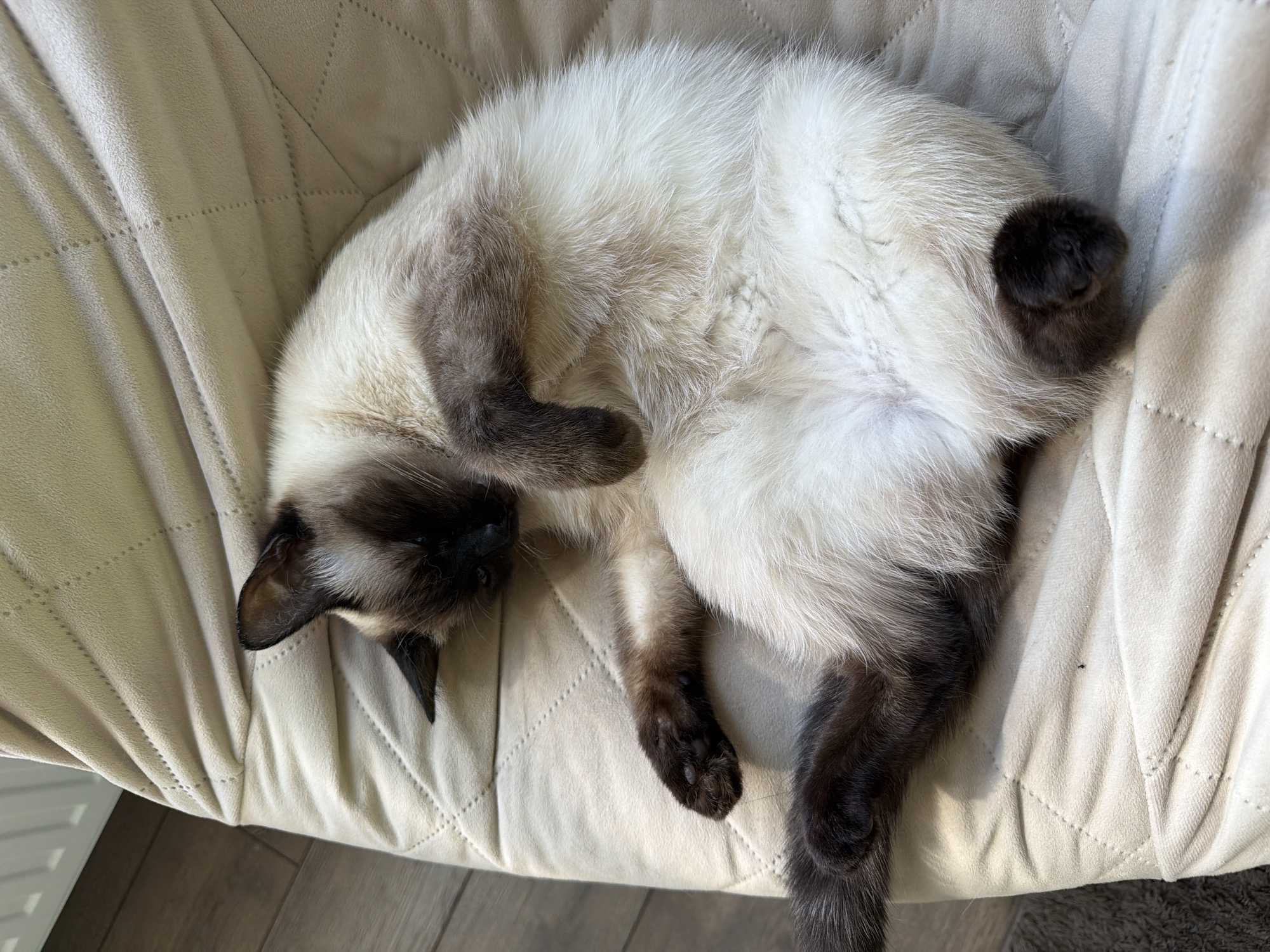 A Siamese cat is curled up and sleeping on a light beige cushioned chair. The cat is lying on its side with its legs tucked in. The cat has dark brown points on its face, ears, paws, and tail, with a lighter beige body. The location is Unknown, Unknown.