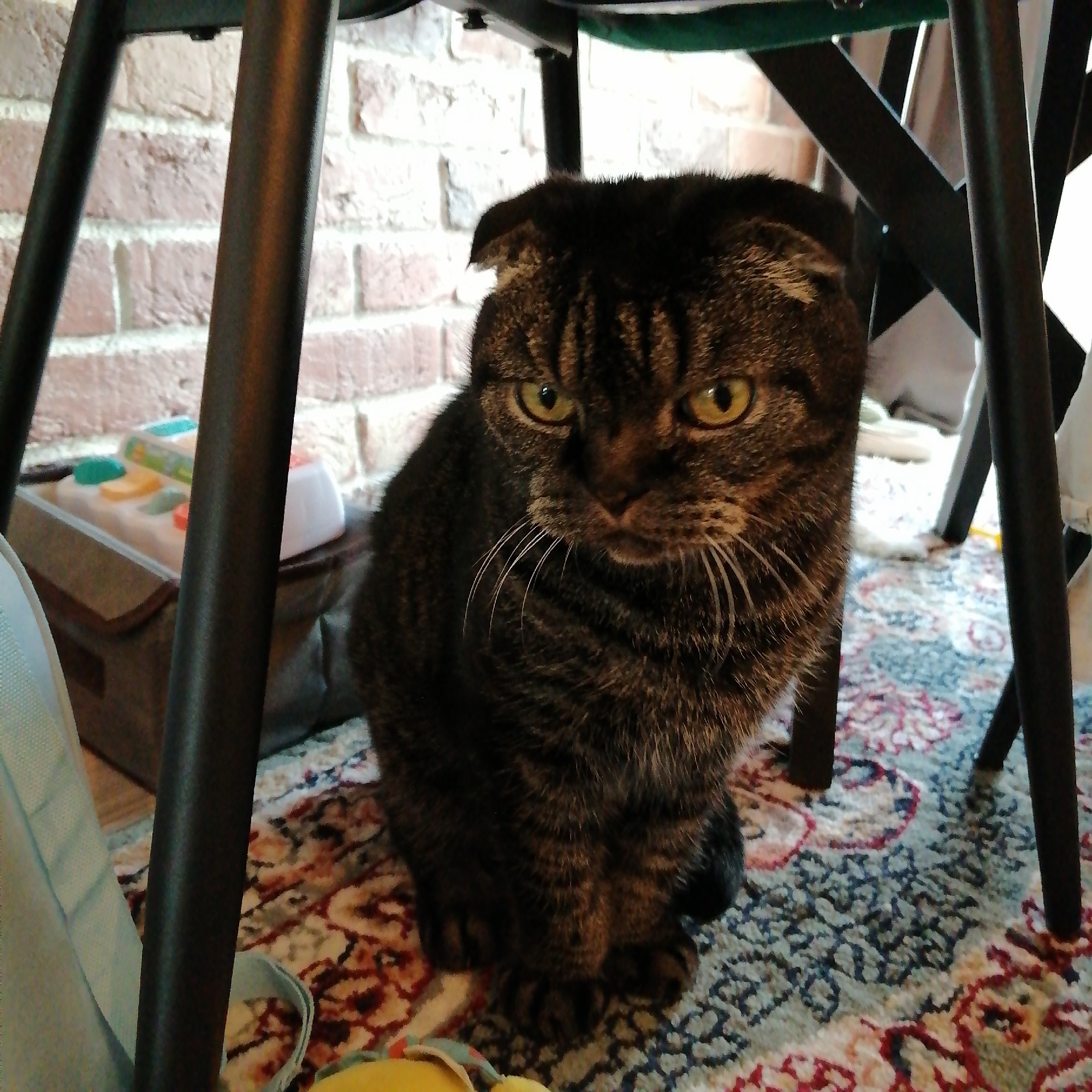 A dark brown and black tabby cat with greenish-yellow eyes and prominent white whiskers is seated on a patterned rug under a piece of dark-legged furniture in an indoor setting within the city of Unknown, Unknown. The cat, appearing to be a Scottish Fold due to its folded ears, faces slightly towards the viewer while looking downwards and to the right, displaying a neutral expression. Dark, cylindrical metal furniture legs are visible on the left and right, framing the cat, with the dark underside of the furniture positioned above the cat's head. In the background, to the upper left, a light-colored brick wall with visible mortar lines is present. The floor is covered by an ornate rug featuring a blend of blue, red, and cream-colored patterns. Behind the cat, between the furniture legs, a gray fabric storage container is visible, topped with a white electronic toy that features prominent turquoise, orange, and yellow buttons. A light blue fabric element is partially visible on the extreme left of the frame.
