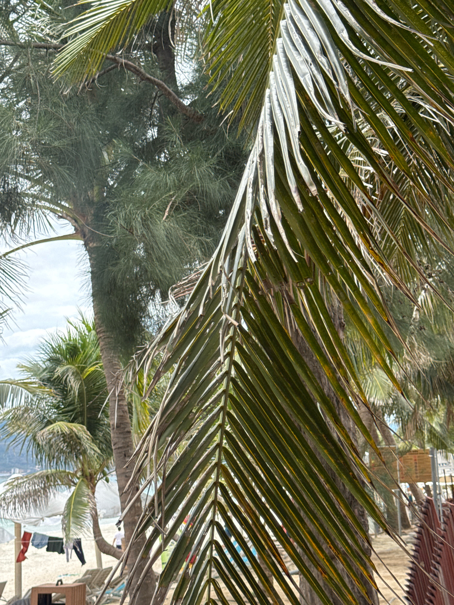 The image depicts a beach scene with lush tropical foliage, primarily palm trees, dominating the foreground and midground. In the background, a body of water, likely the sea, is visible, along with a distant shoreline featuring buildings and hills. Beach chairs and umbrellas suggest a resort or public beach area. Several items of clothing are hanging on a line, indicating recent activity or a temporary setup. The overall atmosphere is tranquil and summery. The location is identified as Dong Ninh Hoa, Vietnam.