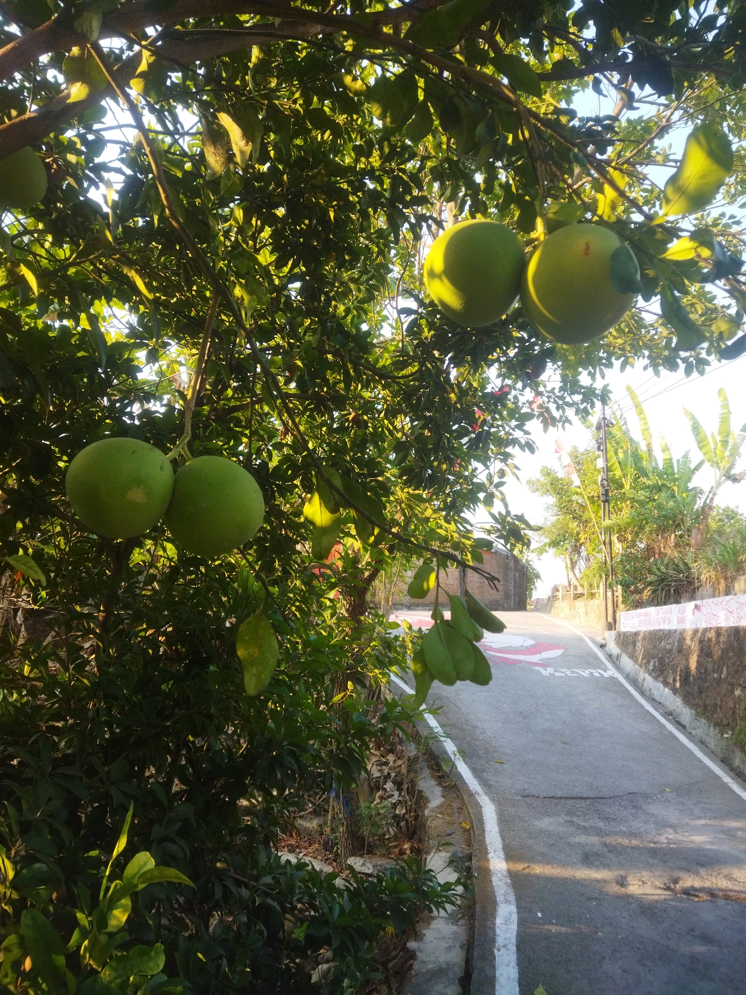 The image captures a sun-dappled road in a rural area, possibly in Wonogiri, Indonesia, characterized by lush vegetation and a clear blue sky. In the foreground, a tree with large, green fruits, likely pomelos, hangs over the scene. The fruits are round and have a smooth texture, some showing slight imperfections or discoloration. Sunlight filters through the dense green leaves, casting dappled shadows on the fruits and branches.
The road, paved and showing signs of wear with cracks, winds its way uphill. White lines mark the edges of the road, and a decorative red and white pattern is painted on its surface, suggesting a community effort to beautify the area or a marking for an event. A stone wall runs along one side of the road, topped with more vegetation.
In the background, more greenery is visible, including what appear to be banana trees with their large leaves. A utility pole stands tall with wires, and a small Indonesian flag is attached to it, waving gently. The overall impression is one of a serene, sunlit day in a tropical or subtropical environment. There are no people or animals visible in the frame. The image seems to be taken from a slightly elevated position, looking down the road.