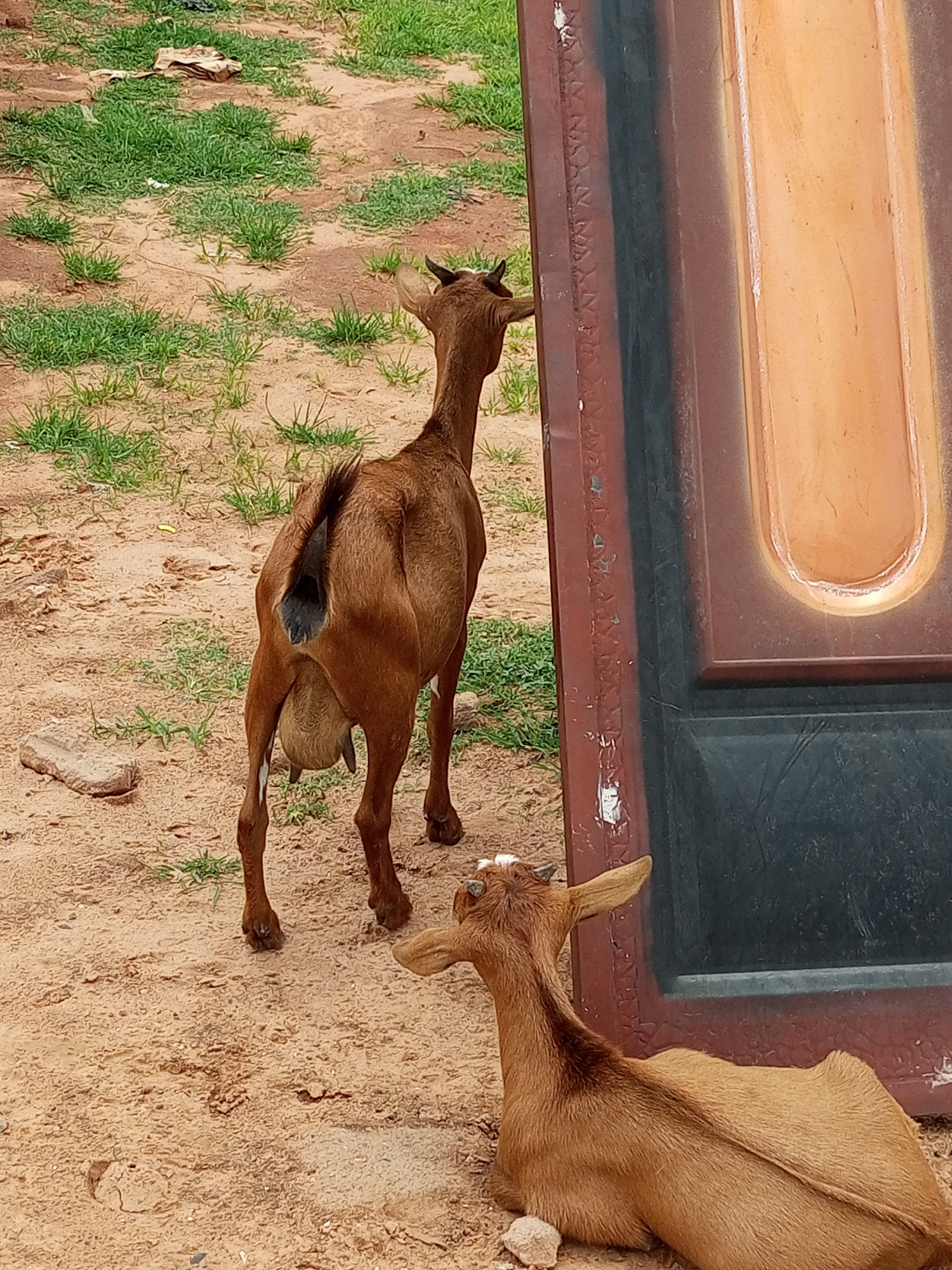 Two brown goats are in a dirt and grass area next to a large, weathered, dark brown and orange door. One goat stands facing away from the camera, revealing its udder and a dark tail. The other goat is lying down facing the camera. The environment is rural, with patchy green grass and brown, sandy soil.