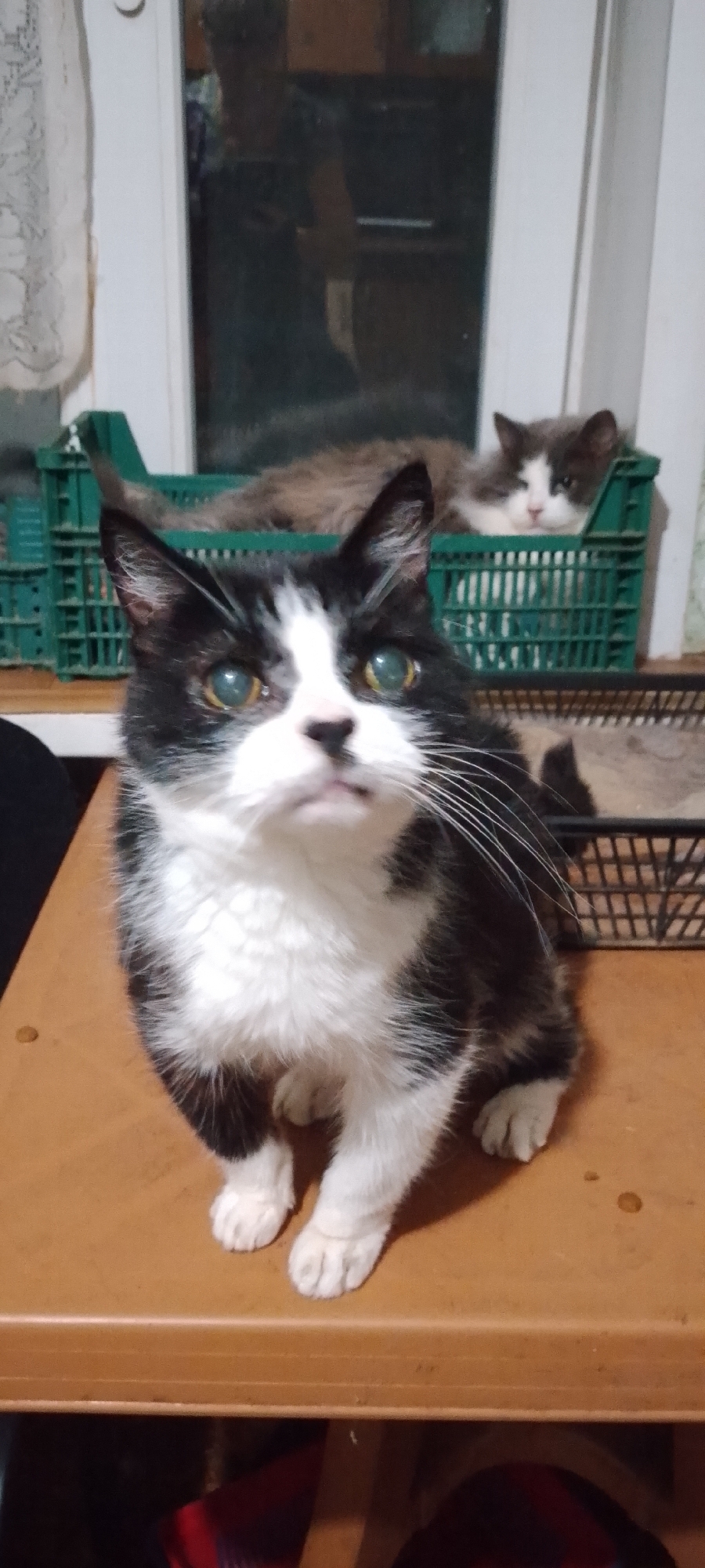 Two cats are visible in the image. In the foreground, a black and white cat is seated on a wooden surface, looking upwards. Its fur is predominantly black with white markings on its chest, face, and paws. The cat has large, bright green eyes with a slightly cloudy appearance. In the background, another cat with grey and white fur is lying down inside a green plastic crate. This second cat is partially obscured by the foreground cat and the crate. The environment appears to be indoors, with a window visible behind the cats. There is a hint of a reflection in the window, possibly showing a person. The overall scene suggests a domestic setting.